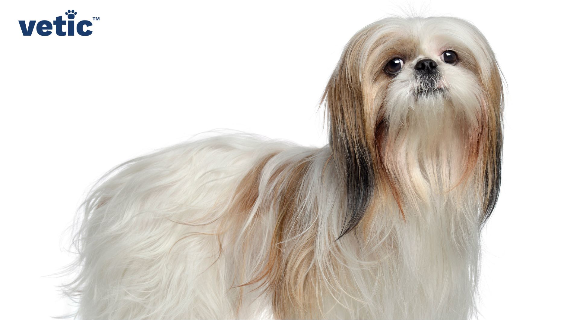 Lhasa apso is a long-haired brachycephalic breed. Small flat-faced dogs like this breed often face difficulties in breathing, and chewing