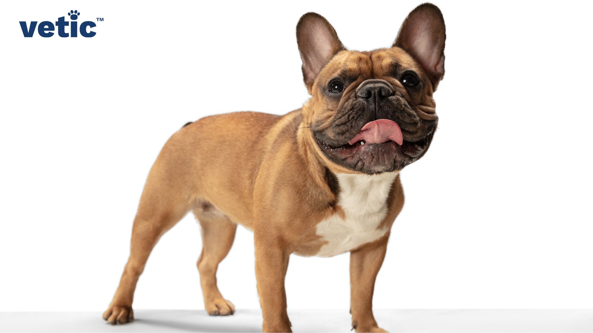 French bulldog complete frontal and side view. flat-faced breed breathing with its tongue out.