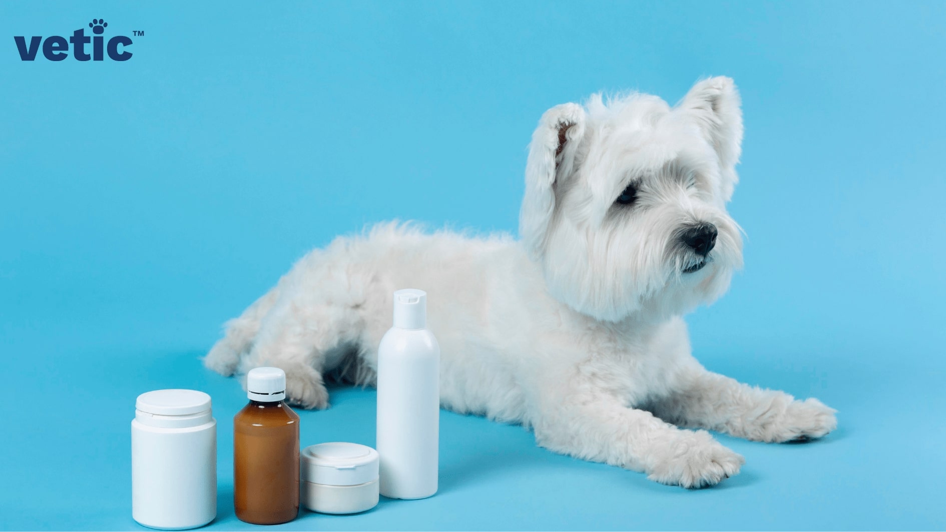 Shih Tzu sitting beside medicines. Overuse of antibiotics can cause diarrhoea or loose motions in dogs.