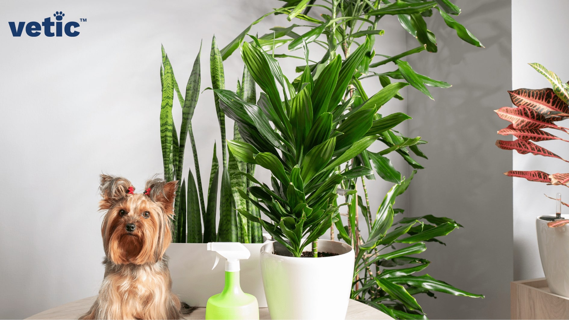 Shih Tzu sitting beside house plants and spray pesticides. chewing on toxic plants can easily cause loose motion in dogs.