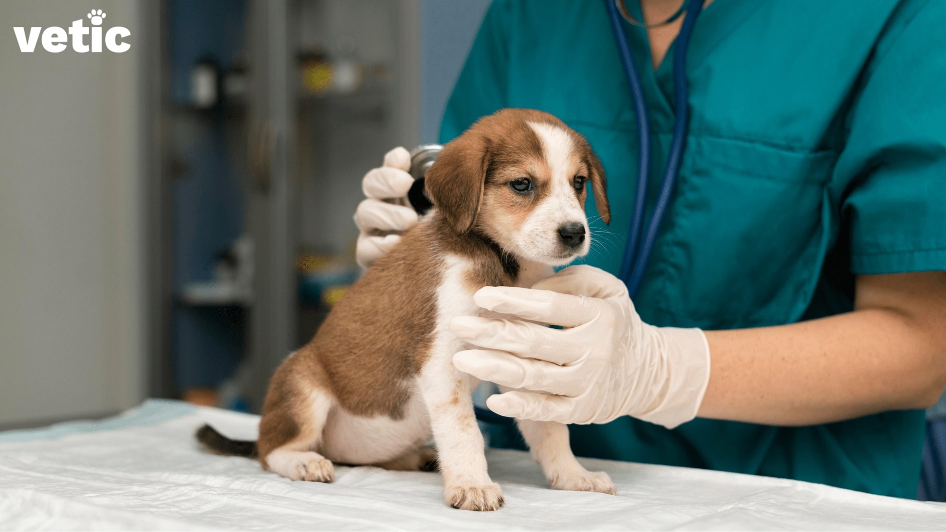 Small puppy being checked by the veterinarian with a stethoscope