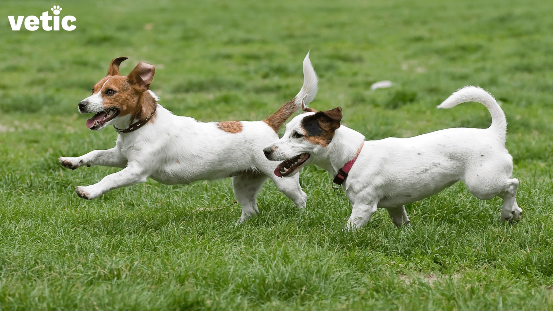 jack russell terriers running on grass