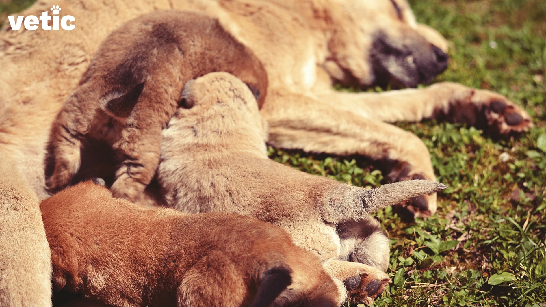 Mother dog breastfeeding her pups