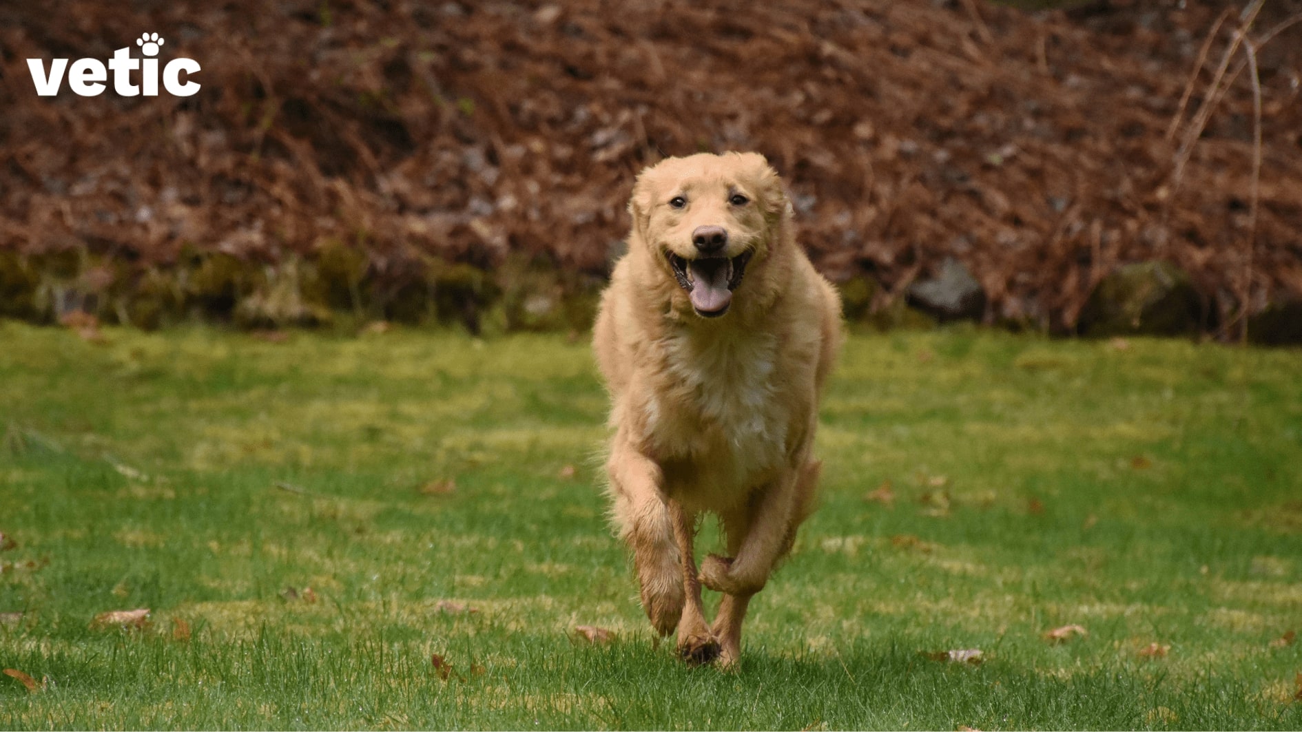 happy and active, running mixed breed dog