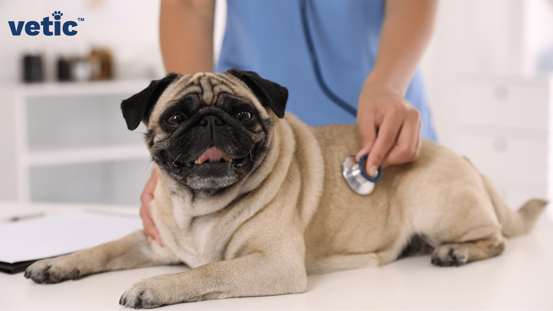 fat pug being checked up by the vet with a stethoscope