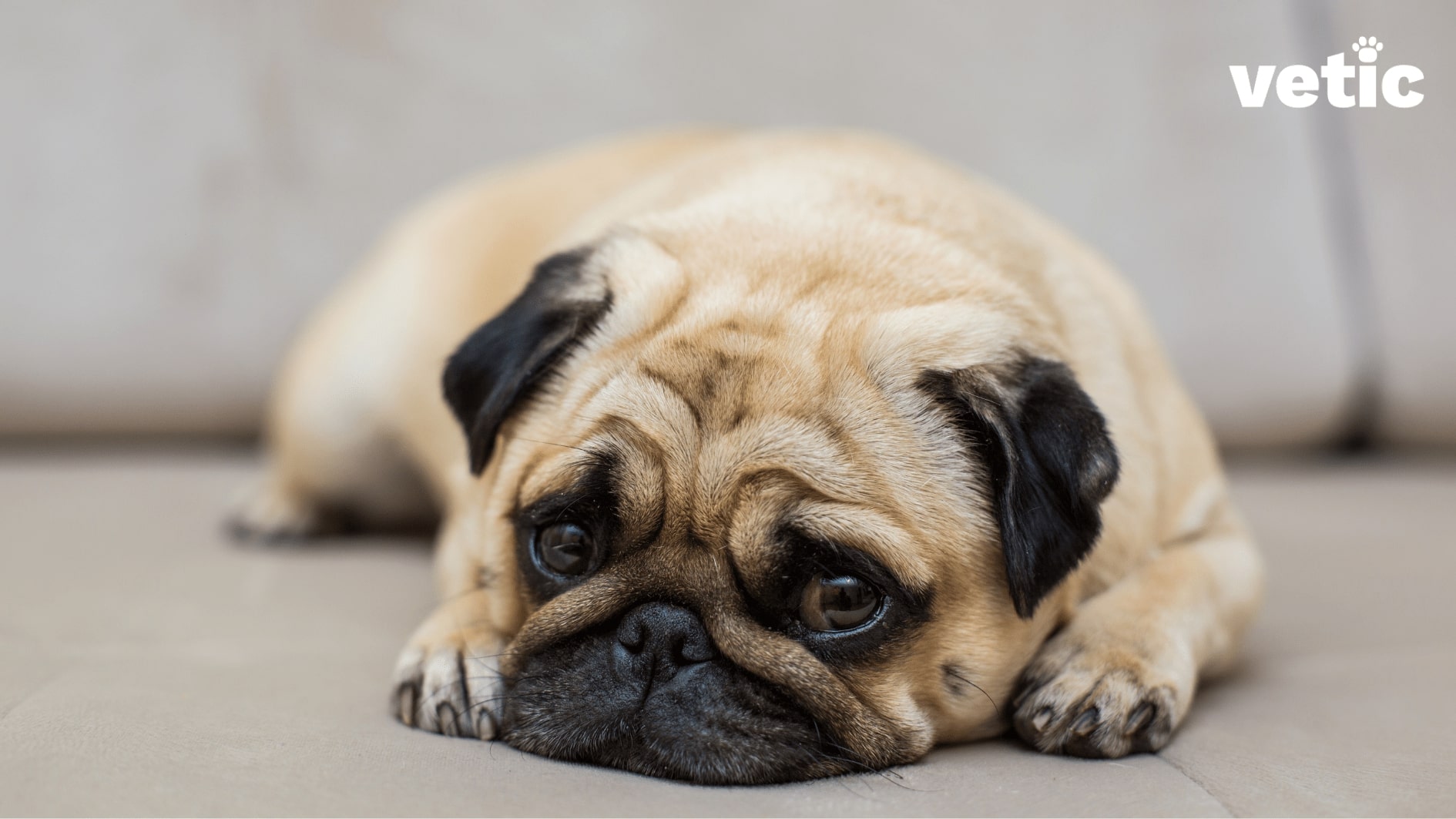 Sad pug lying with face between his paws, can be a sign of anxiety in dogs
