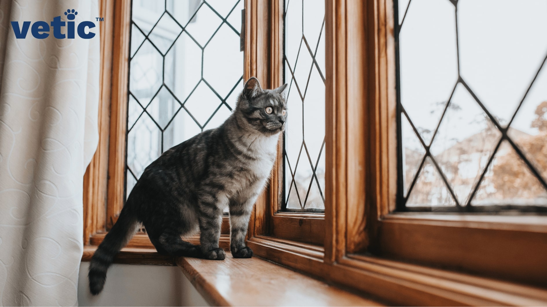 Tortoise shell cat sitting by closed windows looking outside. While leaving your cat alone at home ensure that you have cat-proofed your home completely.