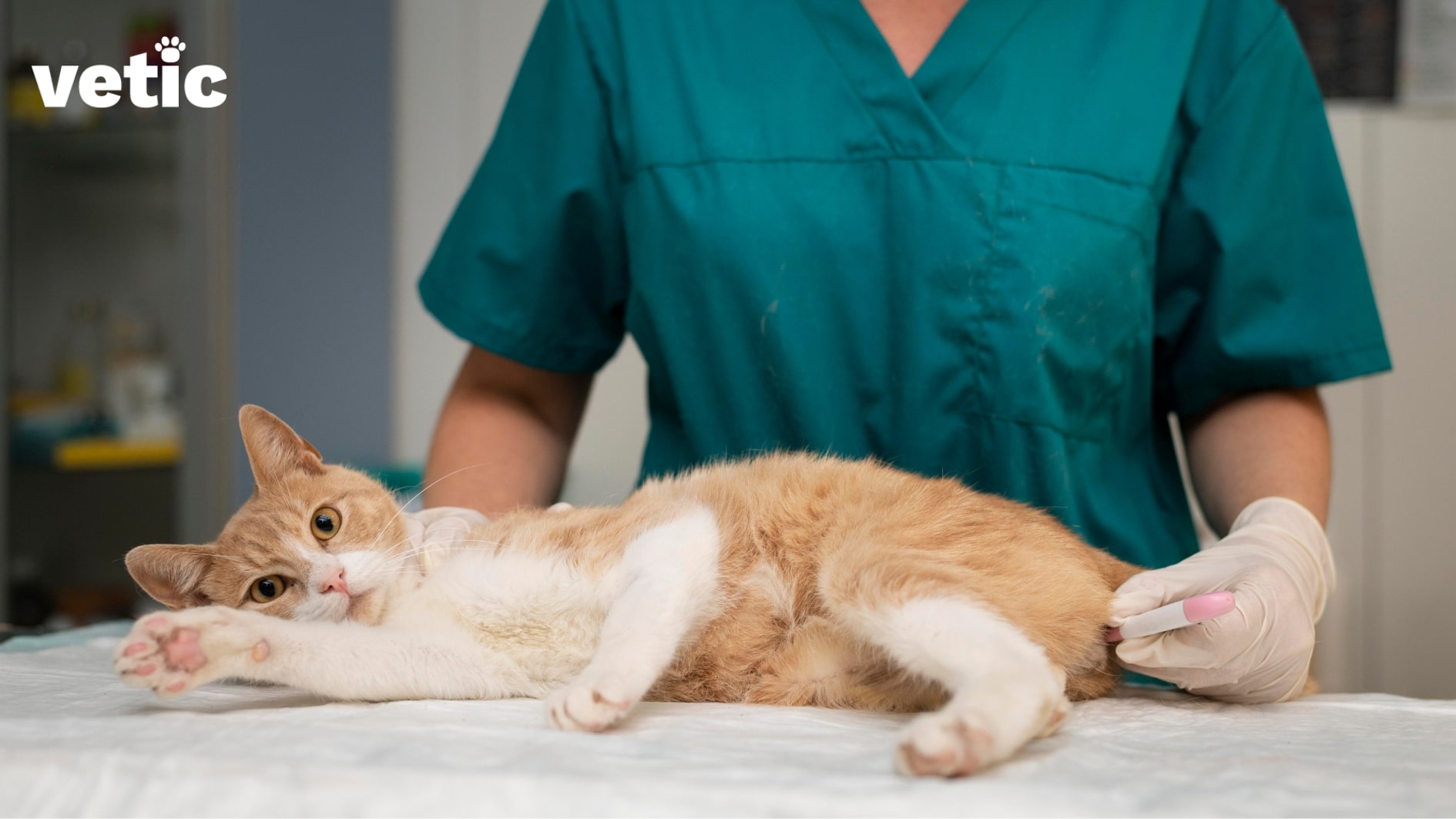 Regular veterinary check-up for cats. Person in scrubs and gloved hands taking the temperature of an orange and white cat lying sideways.