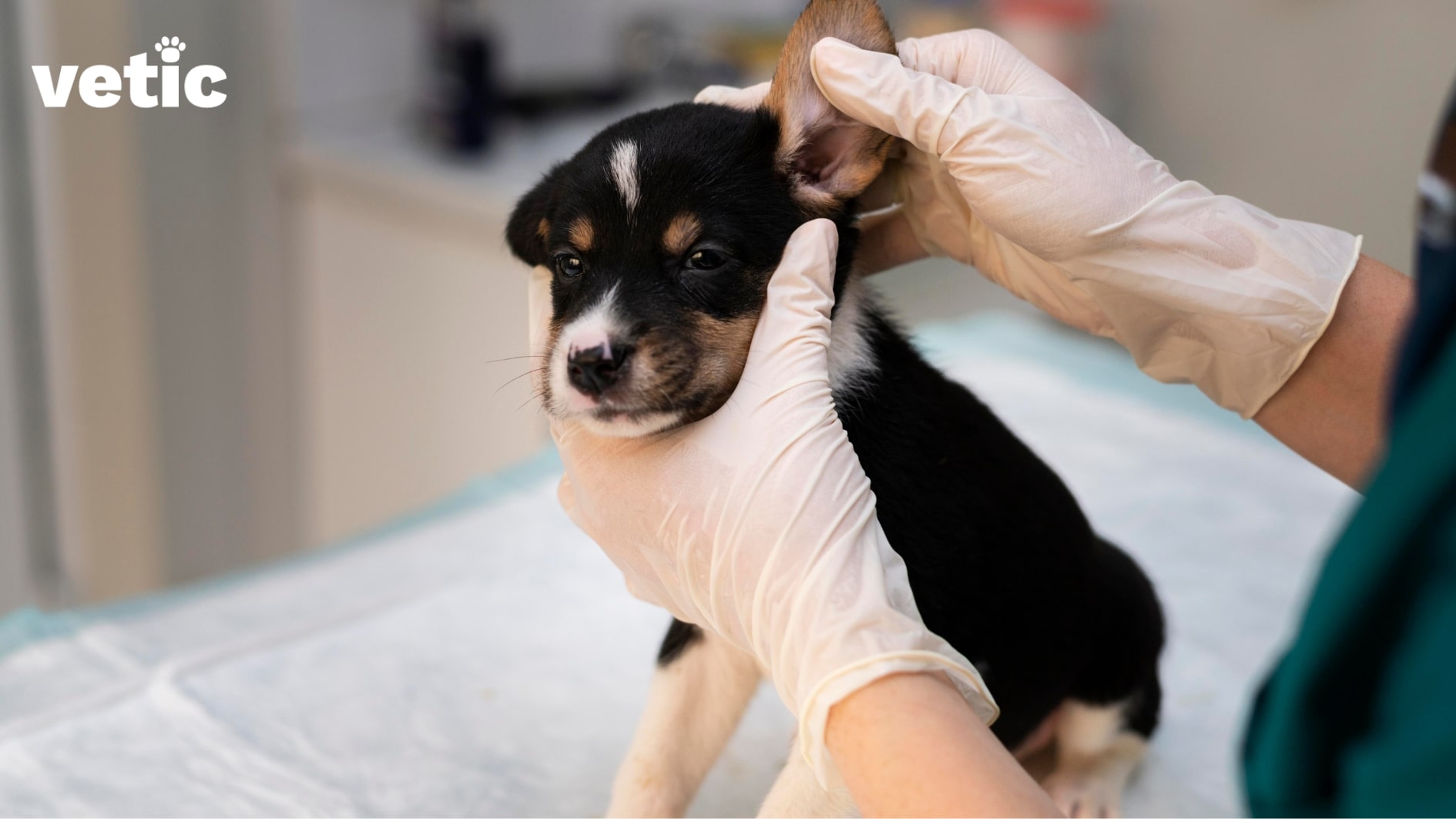 gloved hands lifting up left ear of a black-white puppy for checking. regular veterinary check-ups include ear, eye, mouth and skin inspections