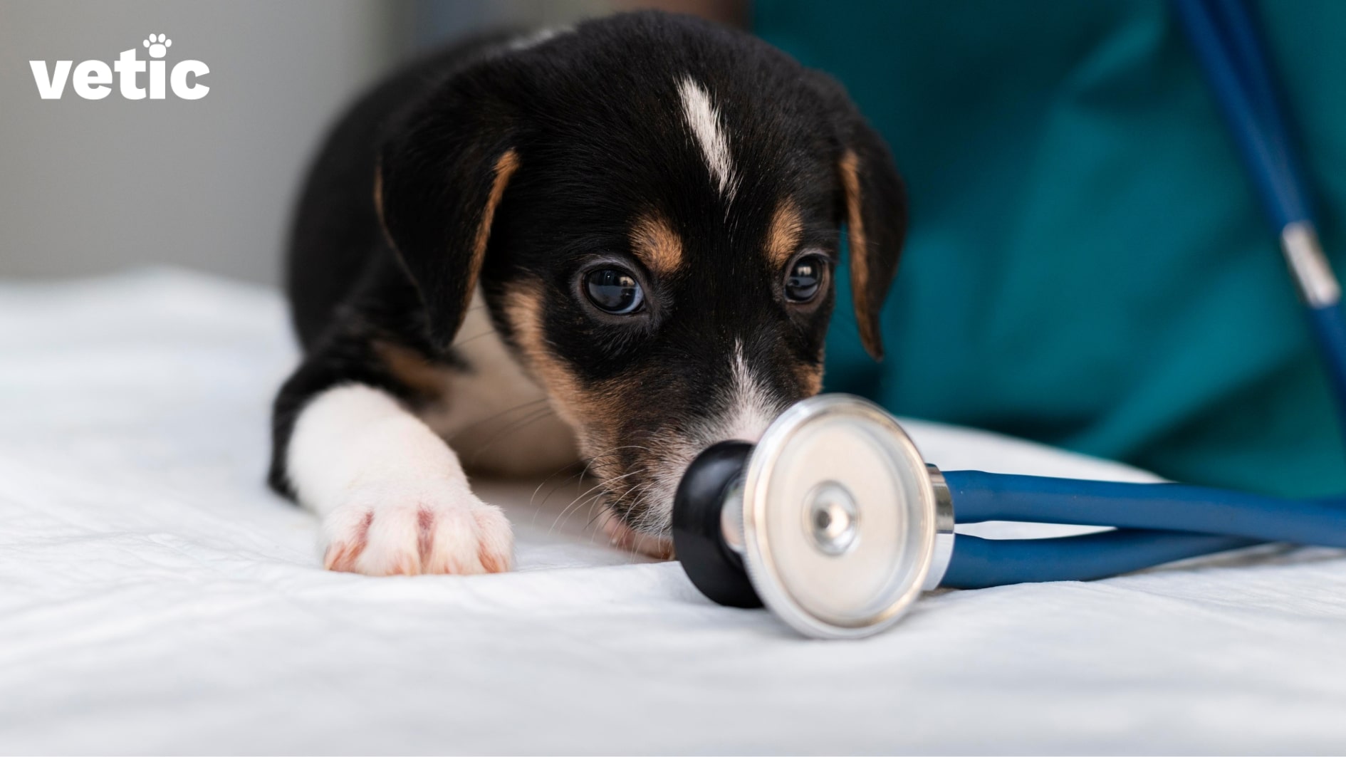 black puppy with white paws and brown-white mark on his head lying on the examination table sniffing the stethoscope kept in front waiting for his regular veterinary check-up