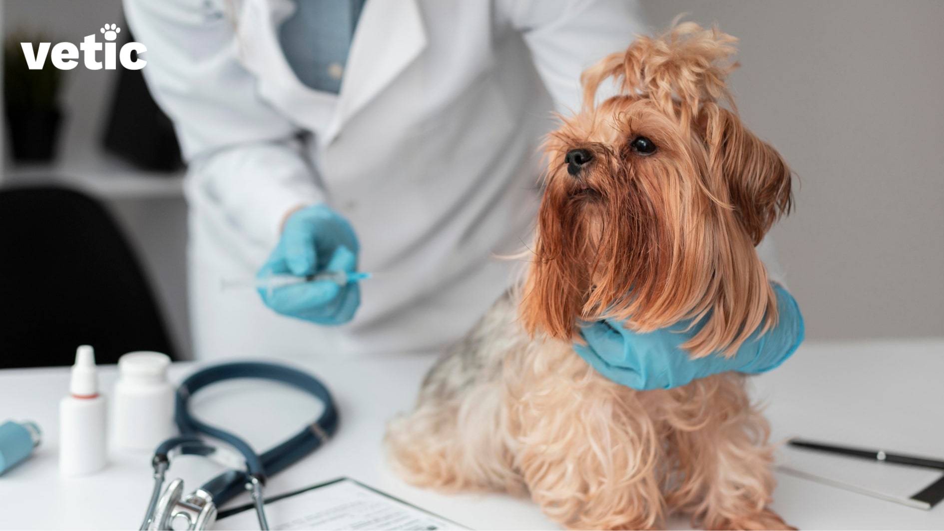 person wearing a white coat holding a Shih Tzu by one gloved hand and holding a syringe in another gloved hand