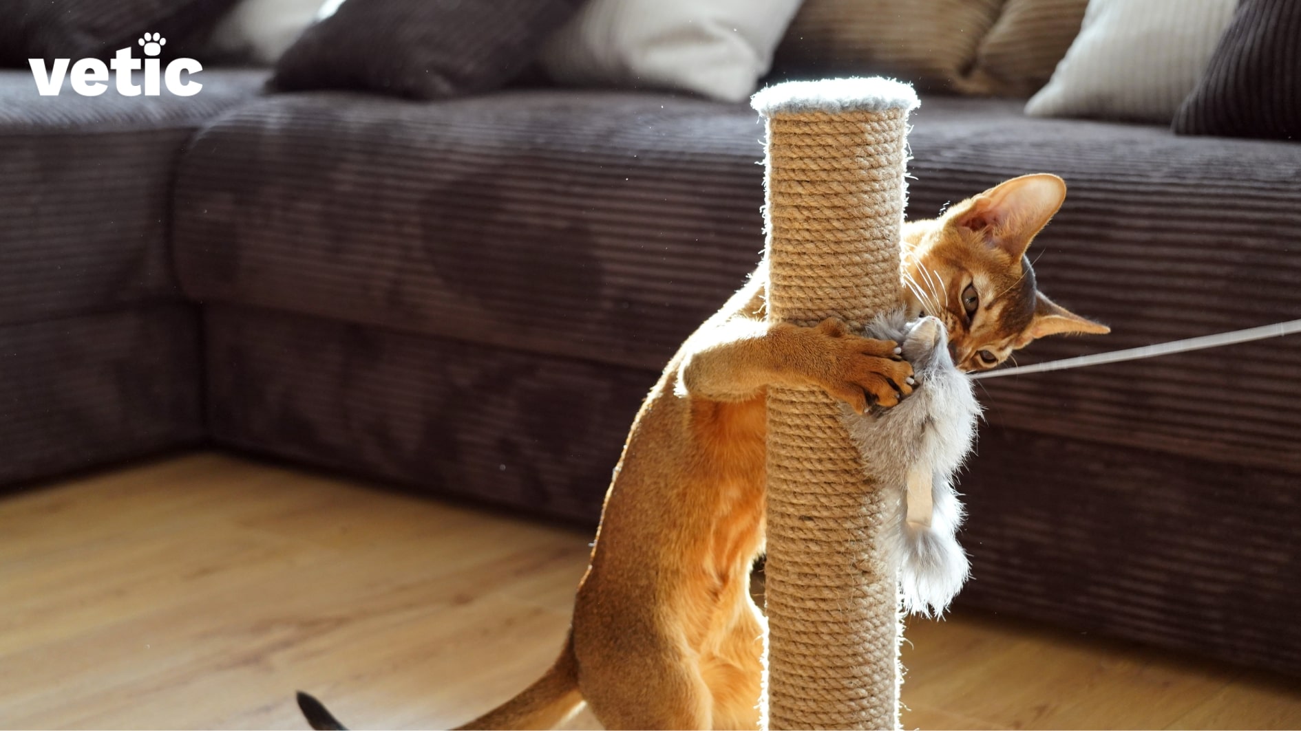 Ticked cat hugging a vertical coir cat scratcher with two front limbs. Cats can scratch to reduce nail sharpness and growth, so you don't have to clip cat nails as frequently.