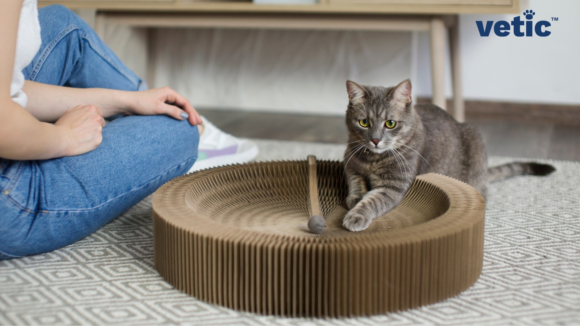 Ticked cat sitting beside a human wearing blue jeans. The cat is sitting with his paws placed on the cat scratcher.
