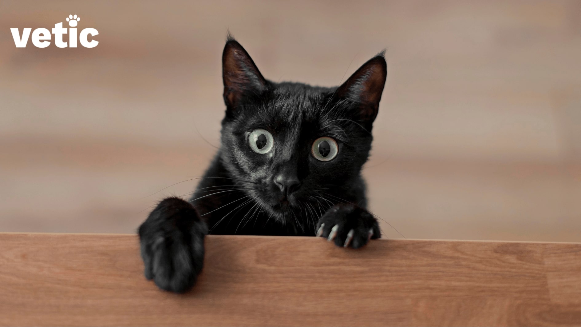 Curious looking black cat with green eyes peeping from behind a wooden block. Cats are intelligent and curious creatures. If you are leaving your cat alone, ensure they still have enough sources of mental stimulation to prevent anxiety and destructive behaviour.