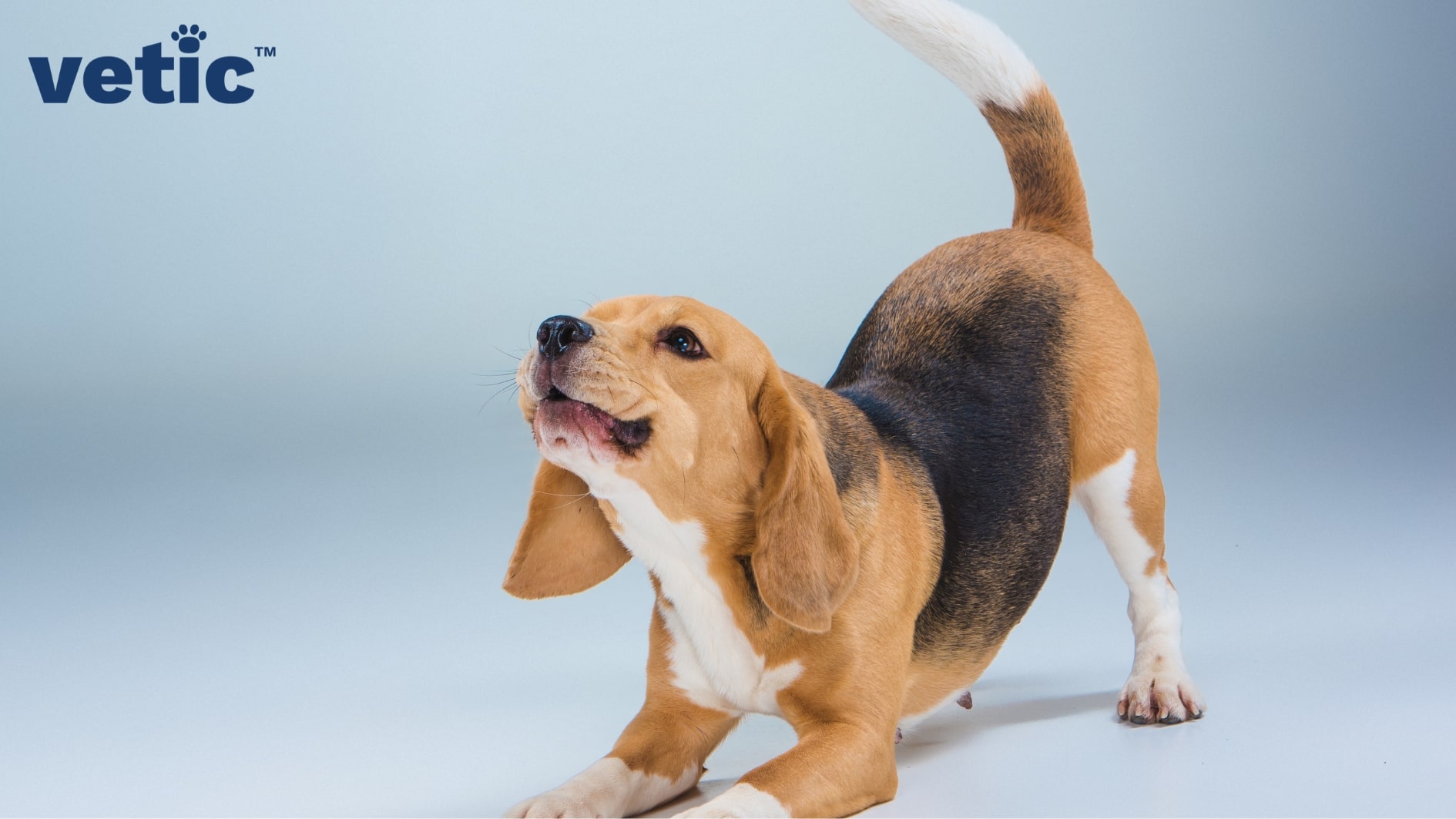 A beagle puppy doing a play bow. Socializing pups while you are exercising your puppies can help them learn these easy canine body languages and prevent unwarranted aggression.