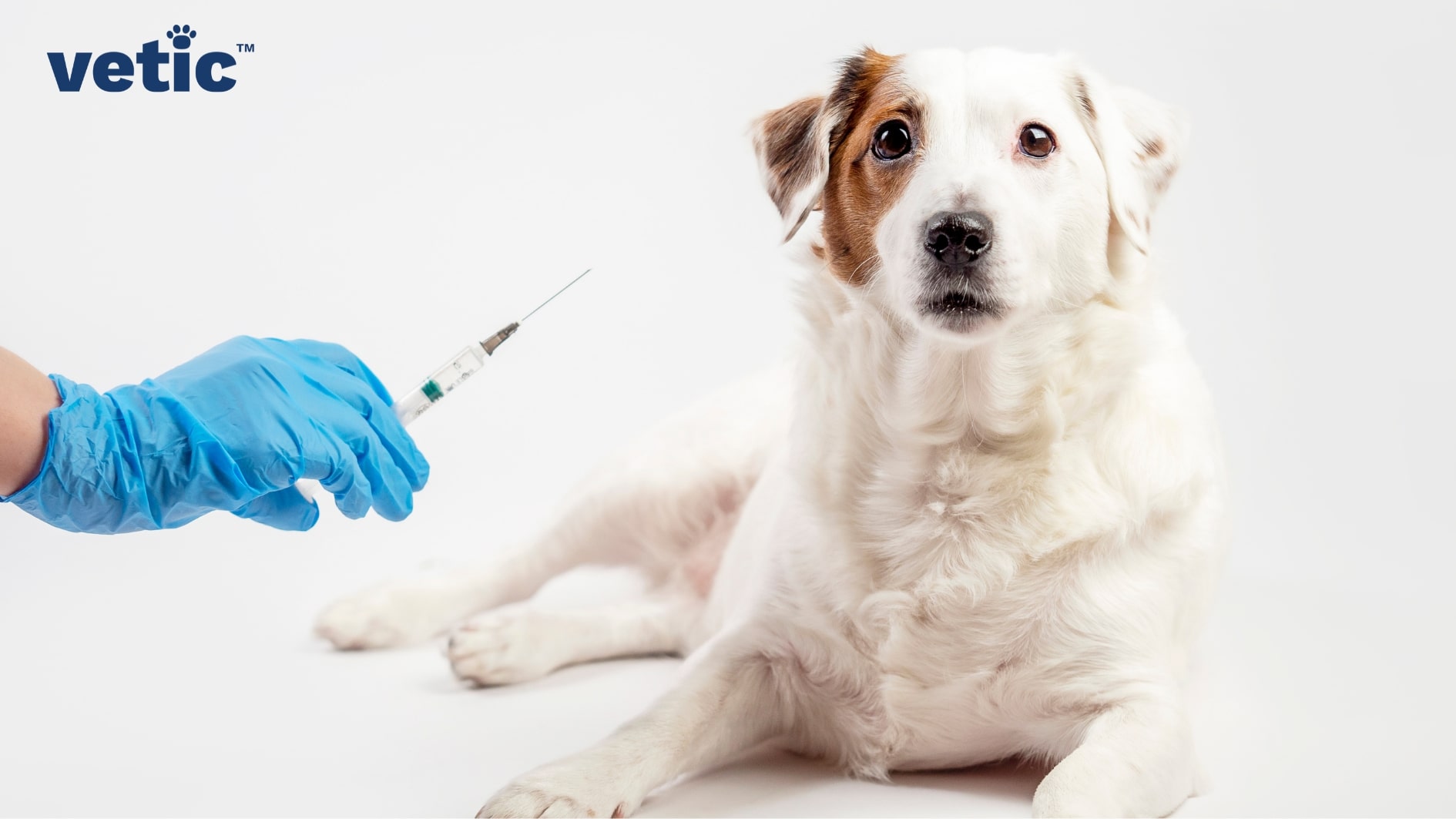 Mixed-breed dog, mostly white with one brown patch on the right eye sitting with a quizzical expression, and one gloved hand holding a syringe filled with medication. Gastroenteritis in dogs responds better to IV fluids and injections. Vaccines can keep your dog safe from gastroenteritis symptoms caused by viral infections. 