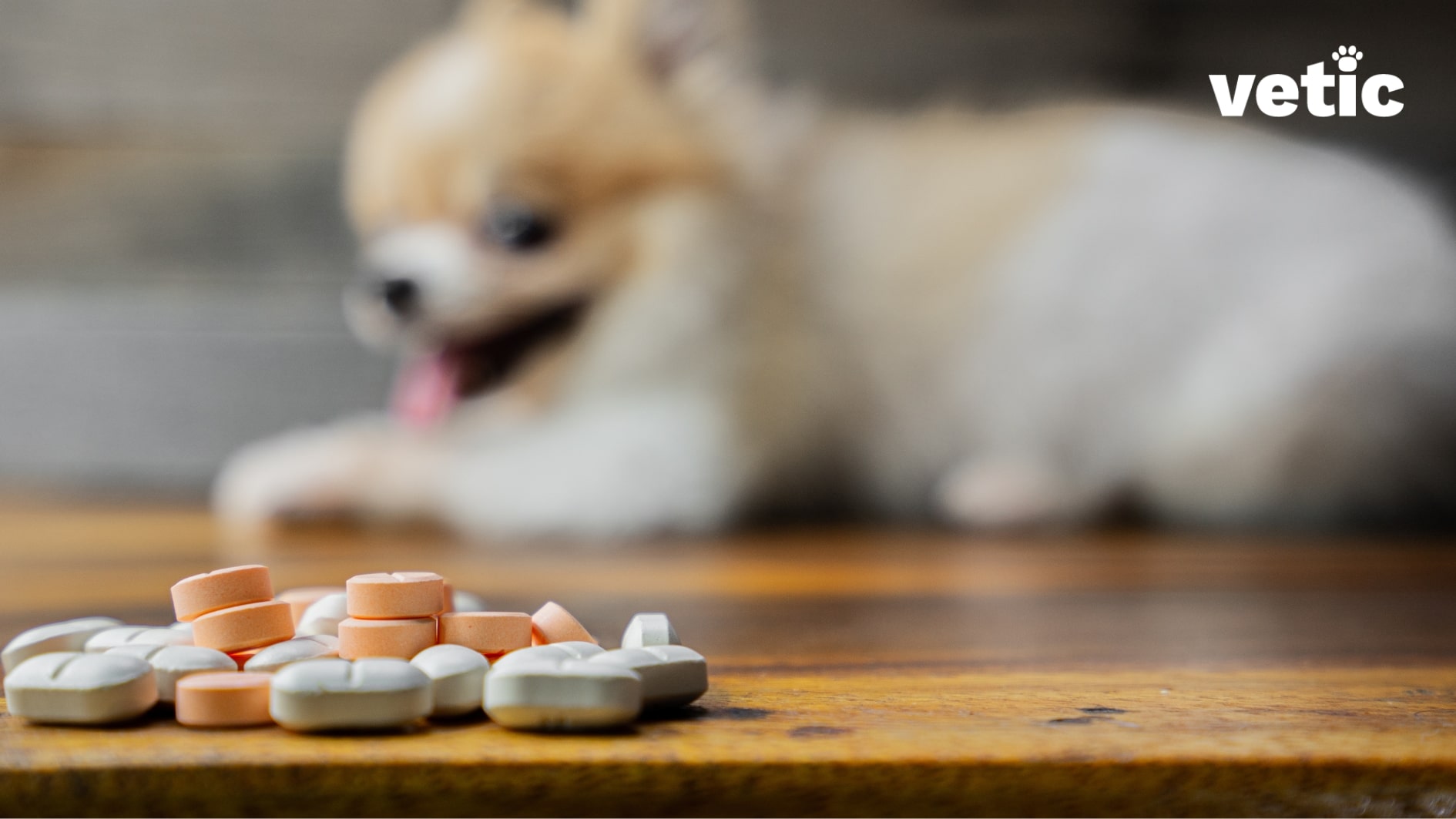 Lots of large white and orange pills with scoring in the forefront, with a Pomeranian sitting in the background. Deworming is the only treatment and cure for roundworms in dogs