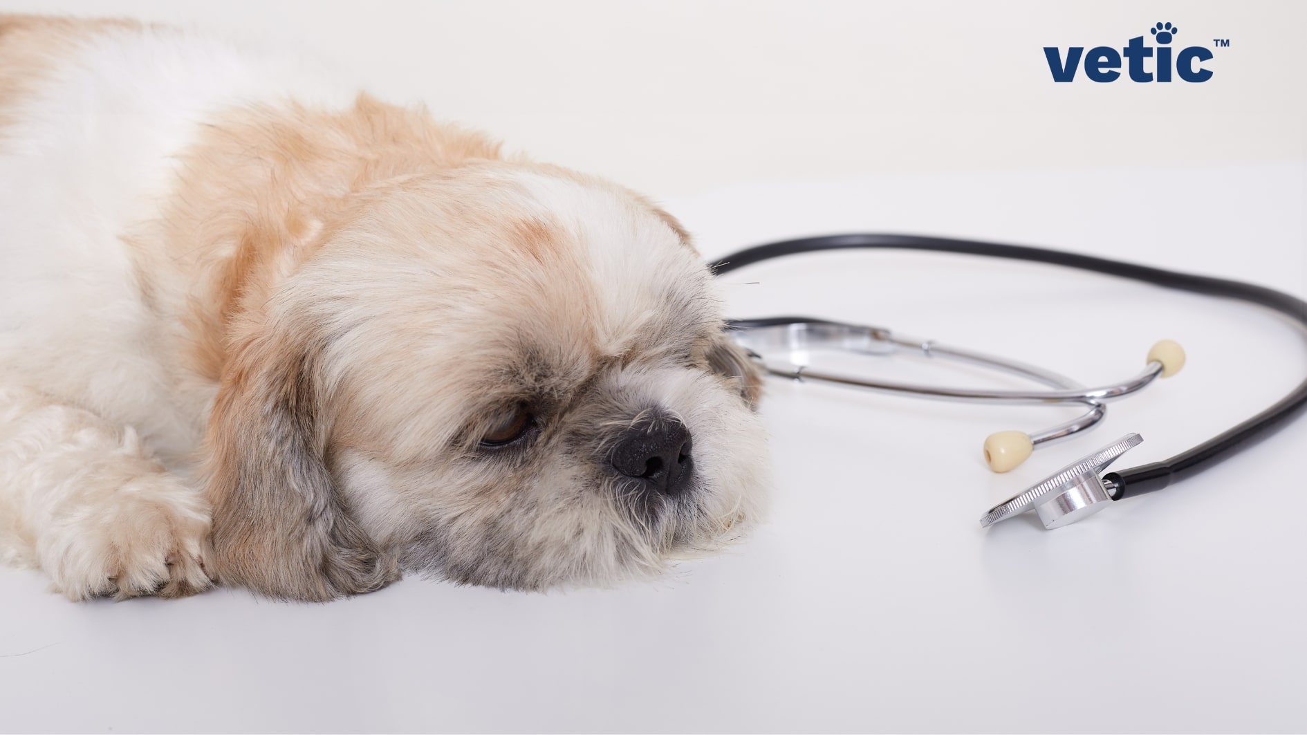 Shih Tzu looking low, lying down on a white table with a folded stethoscope kept beside them. Gastroenteritis in dogs can make them lethargic due to the dehydration and pain.