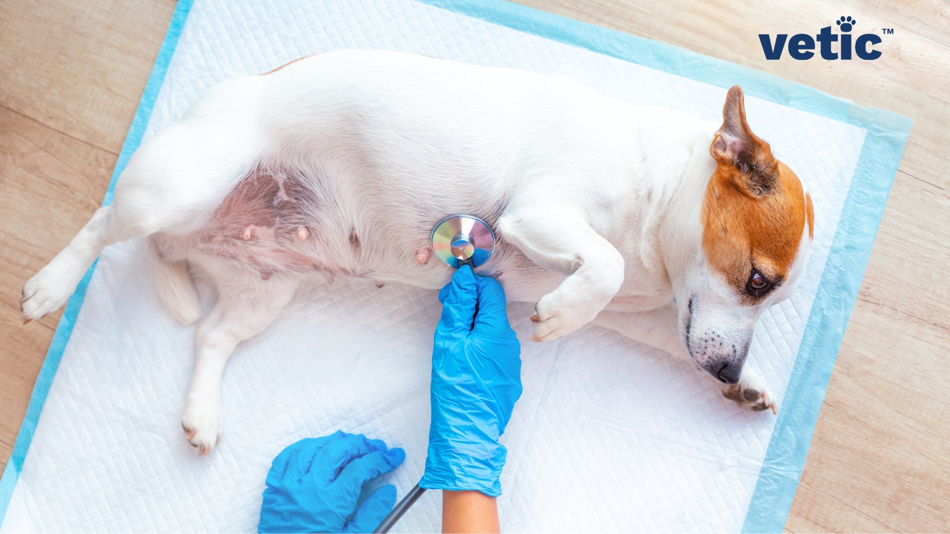 Adult female dog, mostly white with brown patches on her head, being examined with a stethoscope held by two gloved hands. Gastroenteritis in dogs doesn't depend on age or gender. it is an emergency condition that demands veterinary attention