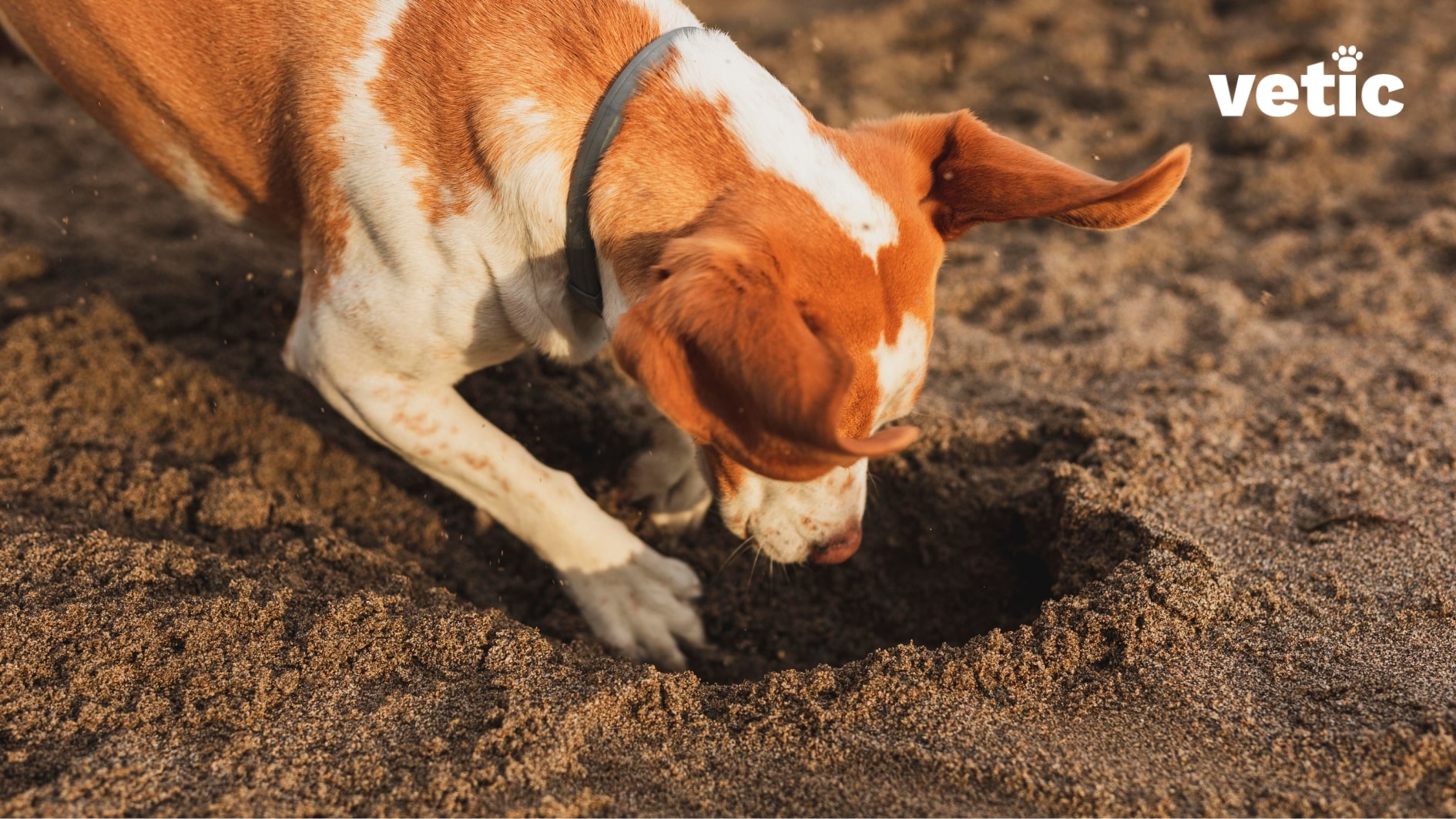Mixed breed dog with brown and white patches, and a black collar is digging loose soil. Roundworms in dogs can come from contaminated soil easily.