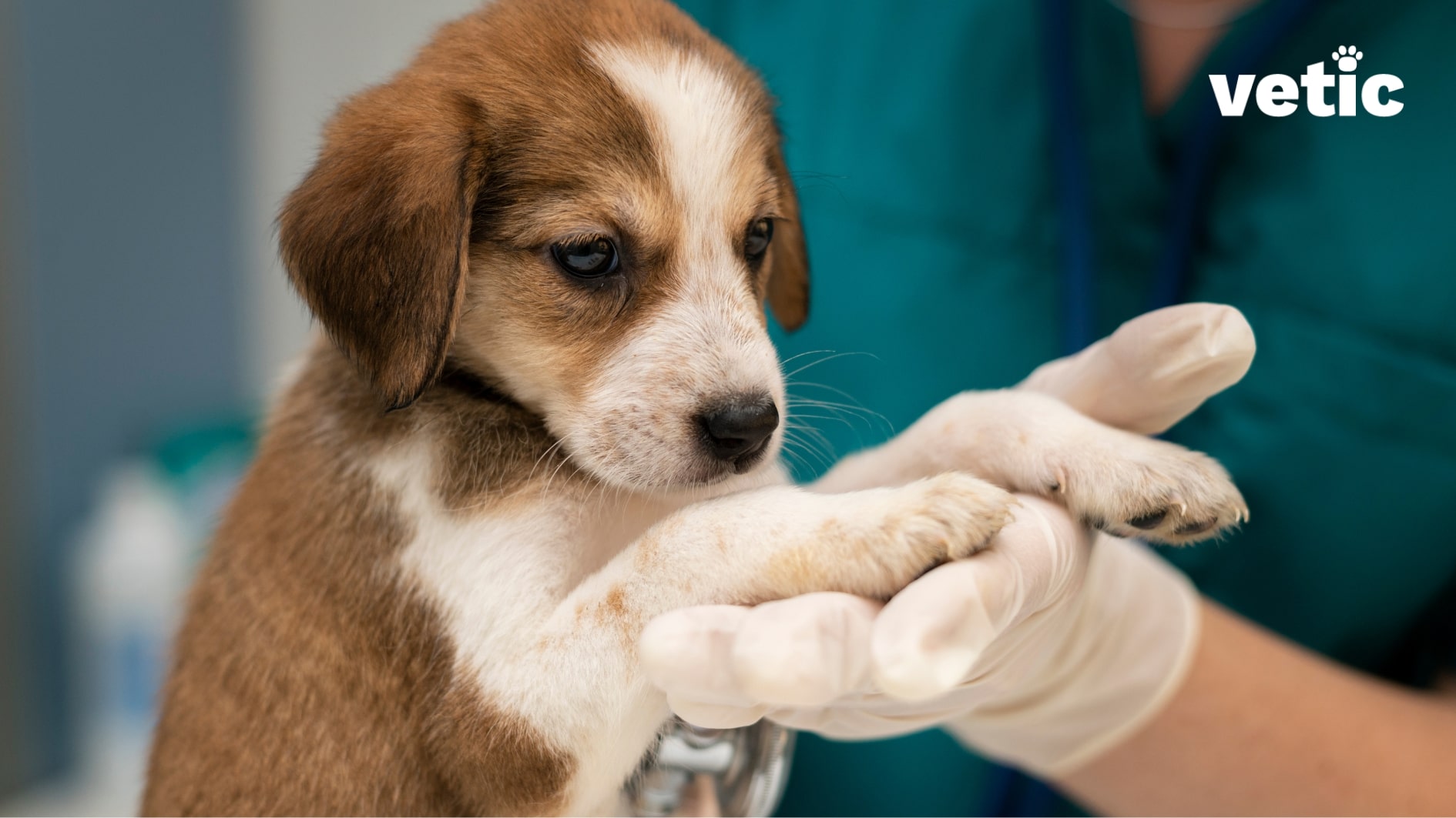 Brown and white puppy, approximately 60 days old, held up by one gloved hand and examined by another with a stethoscope. Puppies are particularly vulnerable to gastroenteritis. Even after vaccines gastroenteritis in dogs can happen due to toxicosis, poisoning, indigestion and protozoal infections.