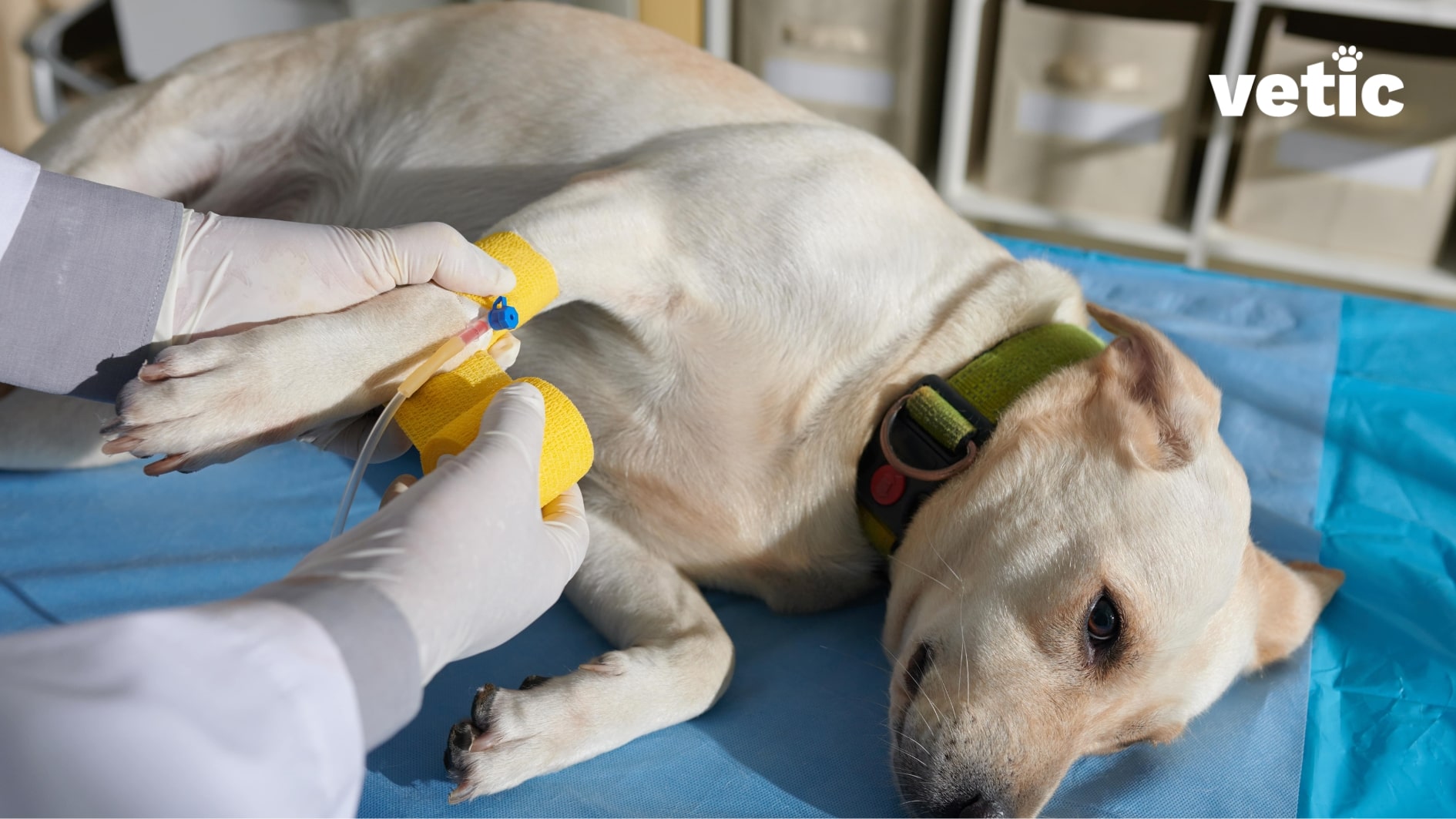adult labrador lying on the treatment table. two gloved hands applying the adhesive tape on top of the cannula that carries fluids directly into the bloodstream. IV is a primary choice for the treatment of dehydration due to gastroenteritis in dogs.