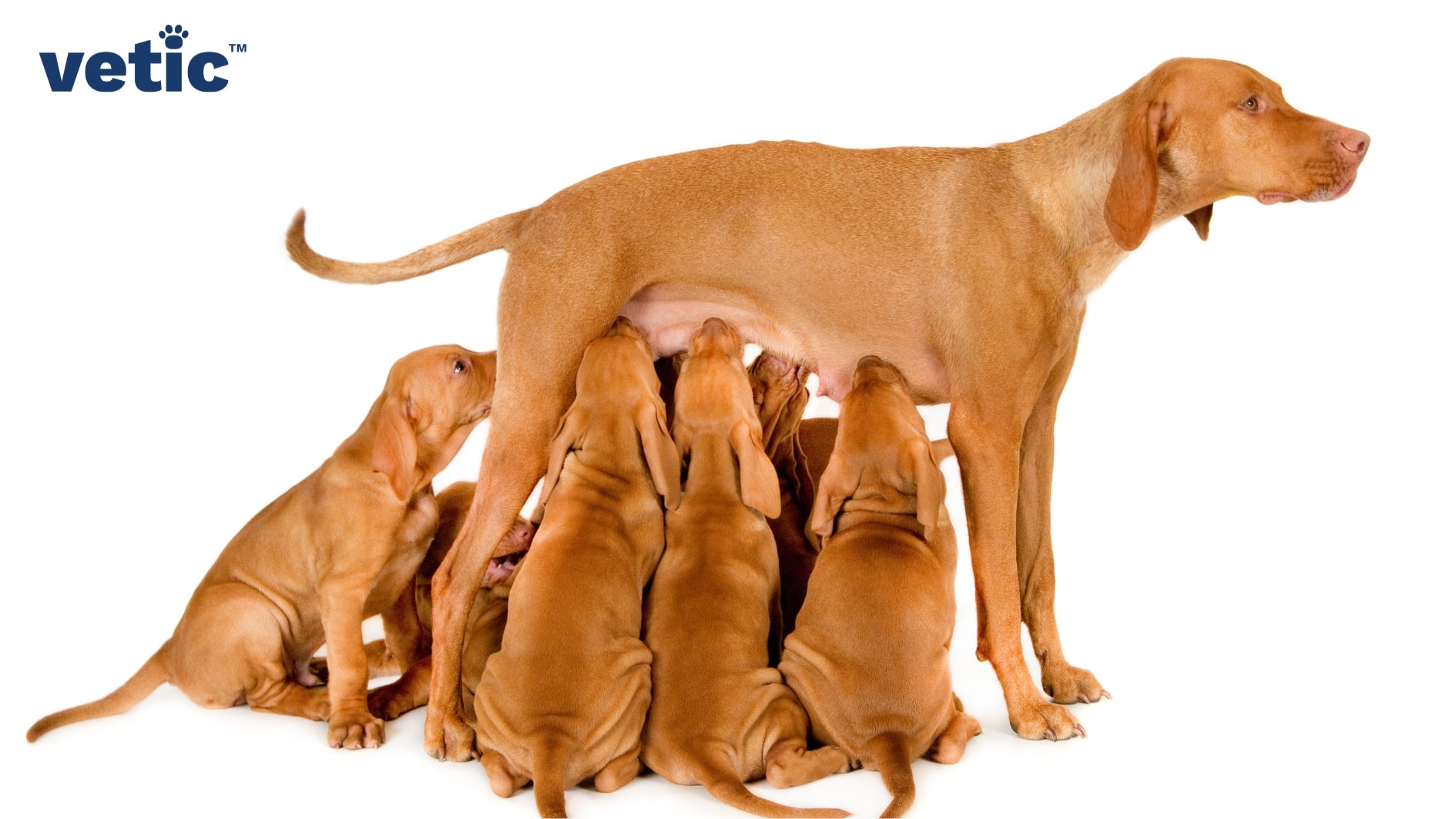 Mother dog, reddish brown in colour, of medium large breed, feeding her seven puppies while standing. Roundworms in dogs can be transmitted from mom to pups through breastfeeding.