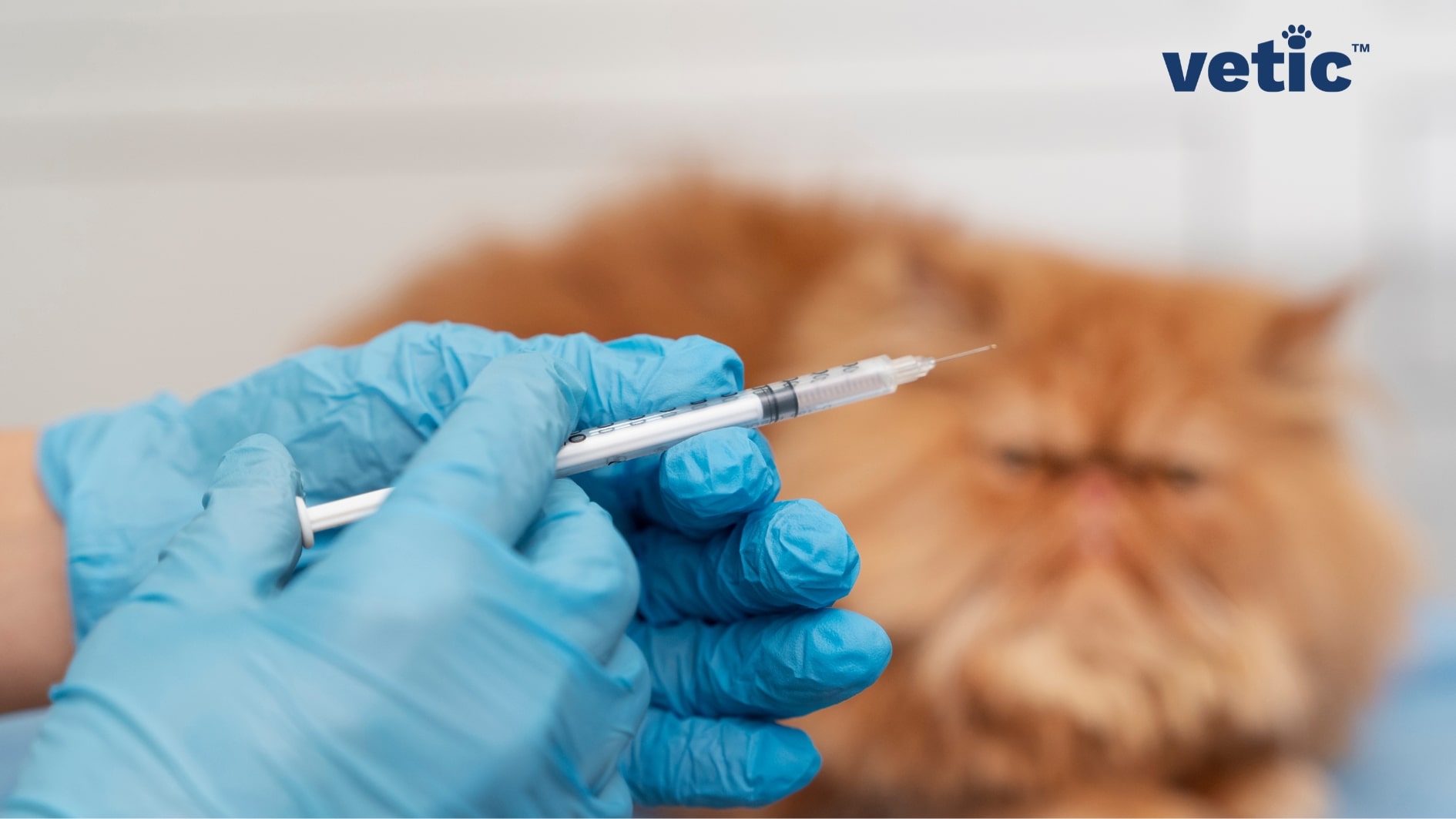 ginger, punch faced cat in the background. hands wearing blue gloves holding a syringe. Cat vaccines can be given to adult cats of any age as long as they don't have any infections.