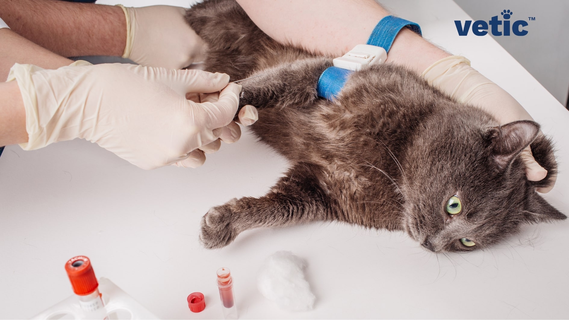 Adult, grey cat being held down by two gloved hand. Another person, also wearing gloves is collecting a blood sample from the forelimb. Cat vaccines protects your cat and finances. Diagnosis and treatment of viral diseases take time and money.