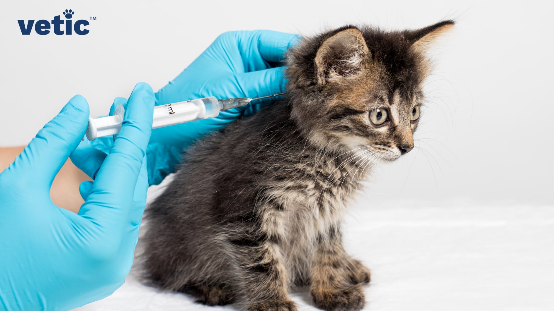 Grey-black kitten sitting. One gloved hand holding kitten by the scruff of the neck. The other hand holding a syringe with 1 ml of fluid. Kitten receiving a cat vaccine at the nape of the neck under the loose skin.