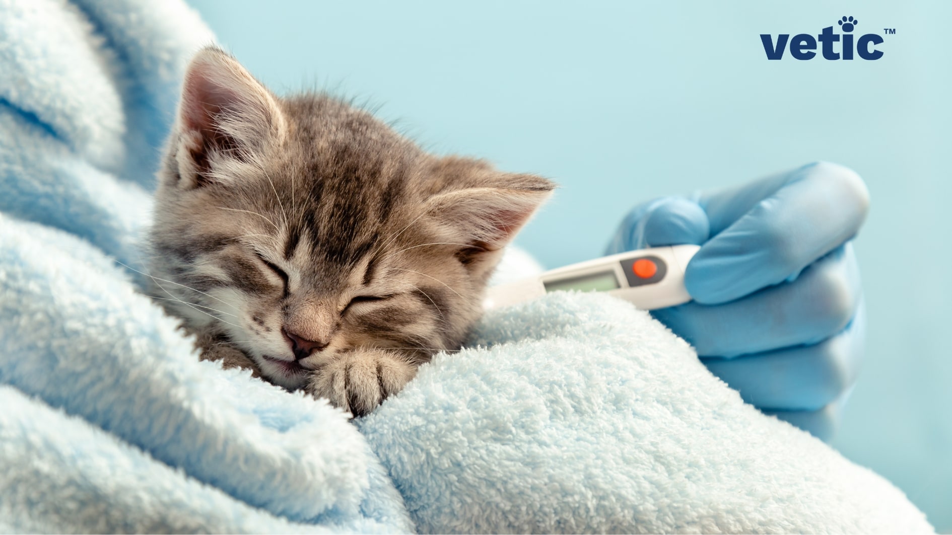 Mackerel kitten wrapped in a baby blue blanket. Gloved hand taking the temperature. Cat vaccines can protect your kitten from viral diseases that presents as high fever