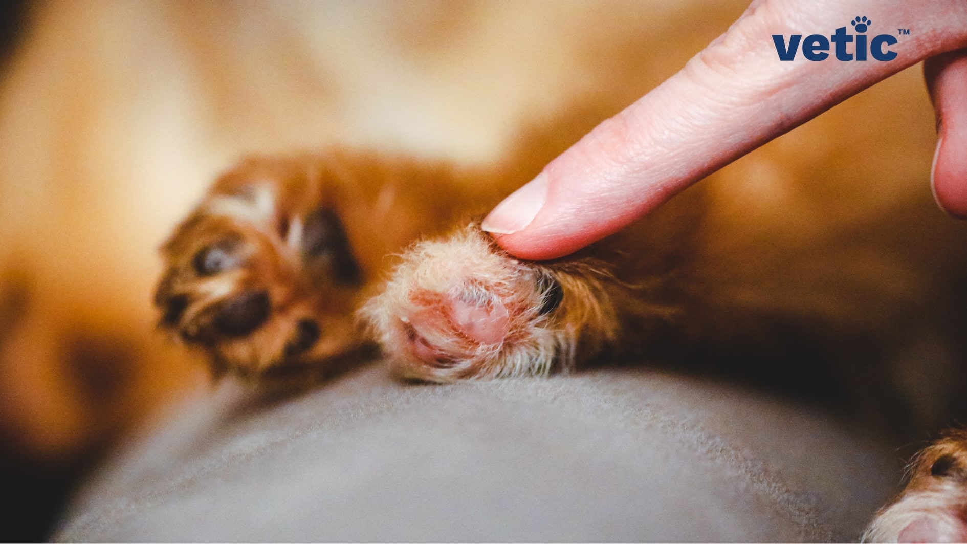 Single finger touching a bald, pink and inflamed spot on the paw of a dog of unknown breed. Inflammation and tenderness can cause excess foot licking in dogs.