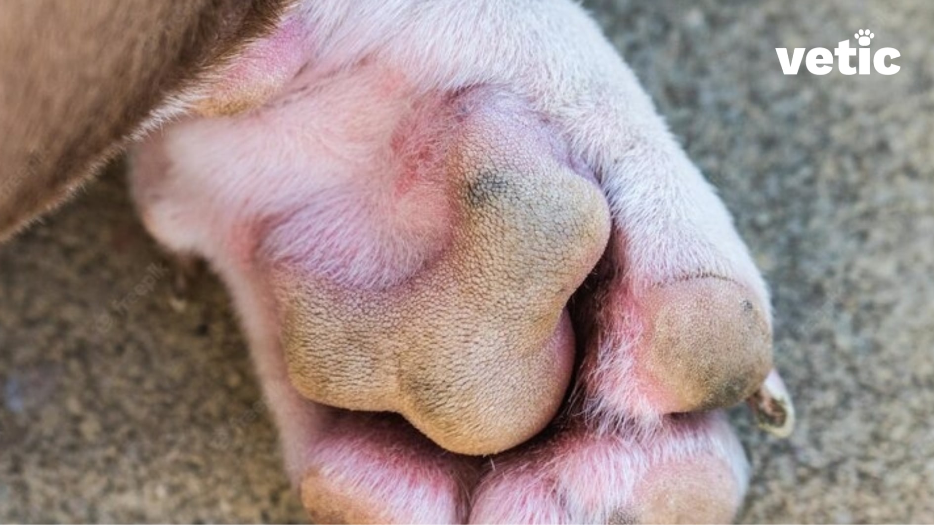 The underside of a dog's paw exhibiting excessive redness and some swelling. These can cause excessive foot licking and other signs of pododermatitis in dogs.