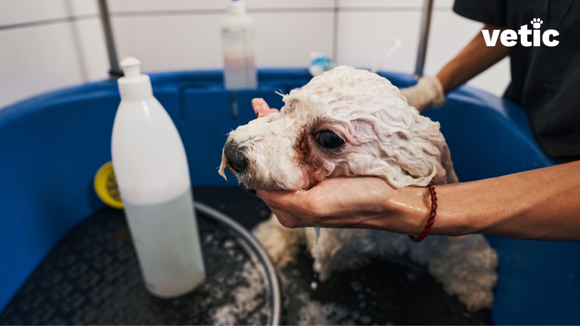 Hands applying medicated shampoo on a white long-haired dog at a grooming station. Medicated baths can help prevent and treat excess foot licking due to parasites and infections.