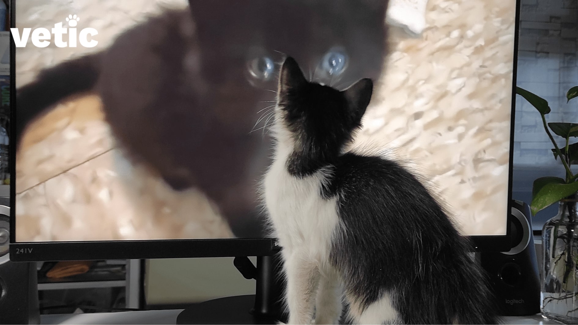 Black and white cat watching a black cat on a large screen TV. Cats can and will watch TV if they find something intriguing. If leaving your can alone is unavoidable, try leaving the TV on for them.