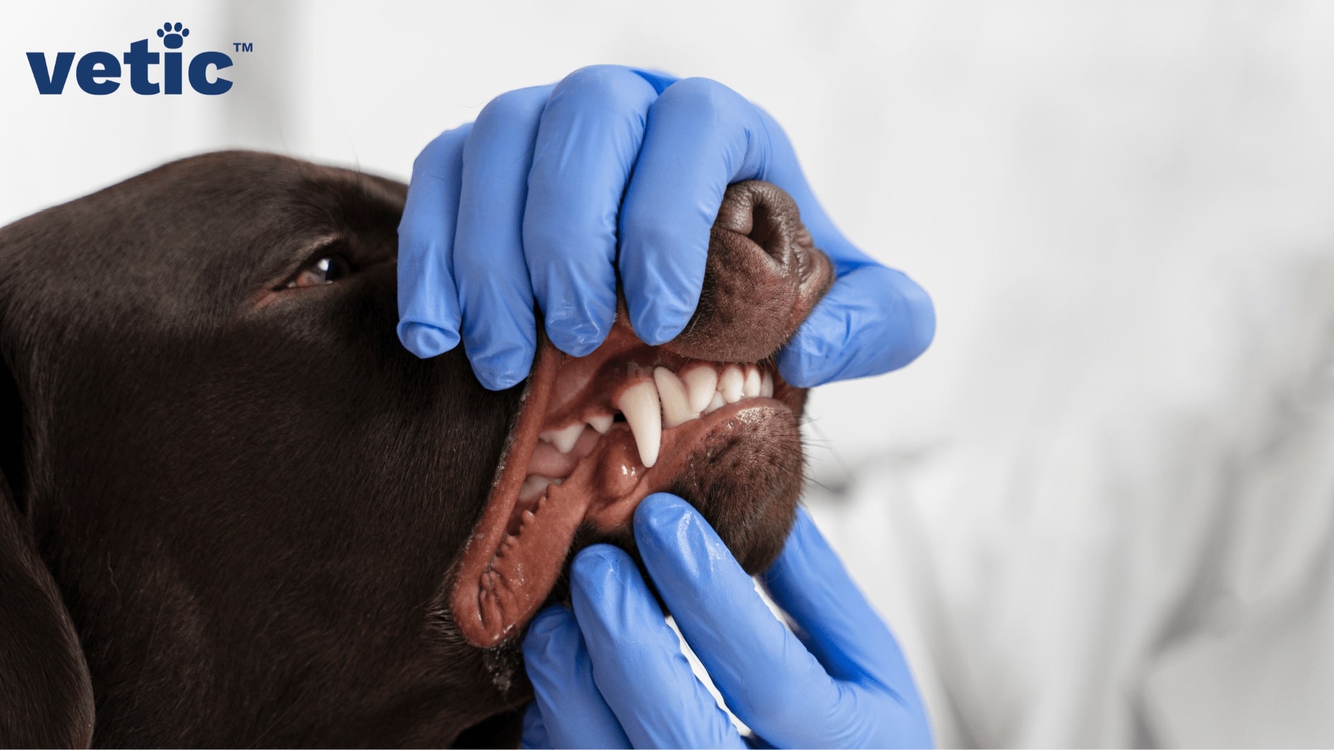 Two hands wearing blue gloves holding the sides of the dog's mouth open to show their teeth. Both frontal and side view of the dog's teeth are must to apply for the permit necessary for travelling with your dog to the US.