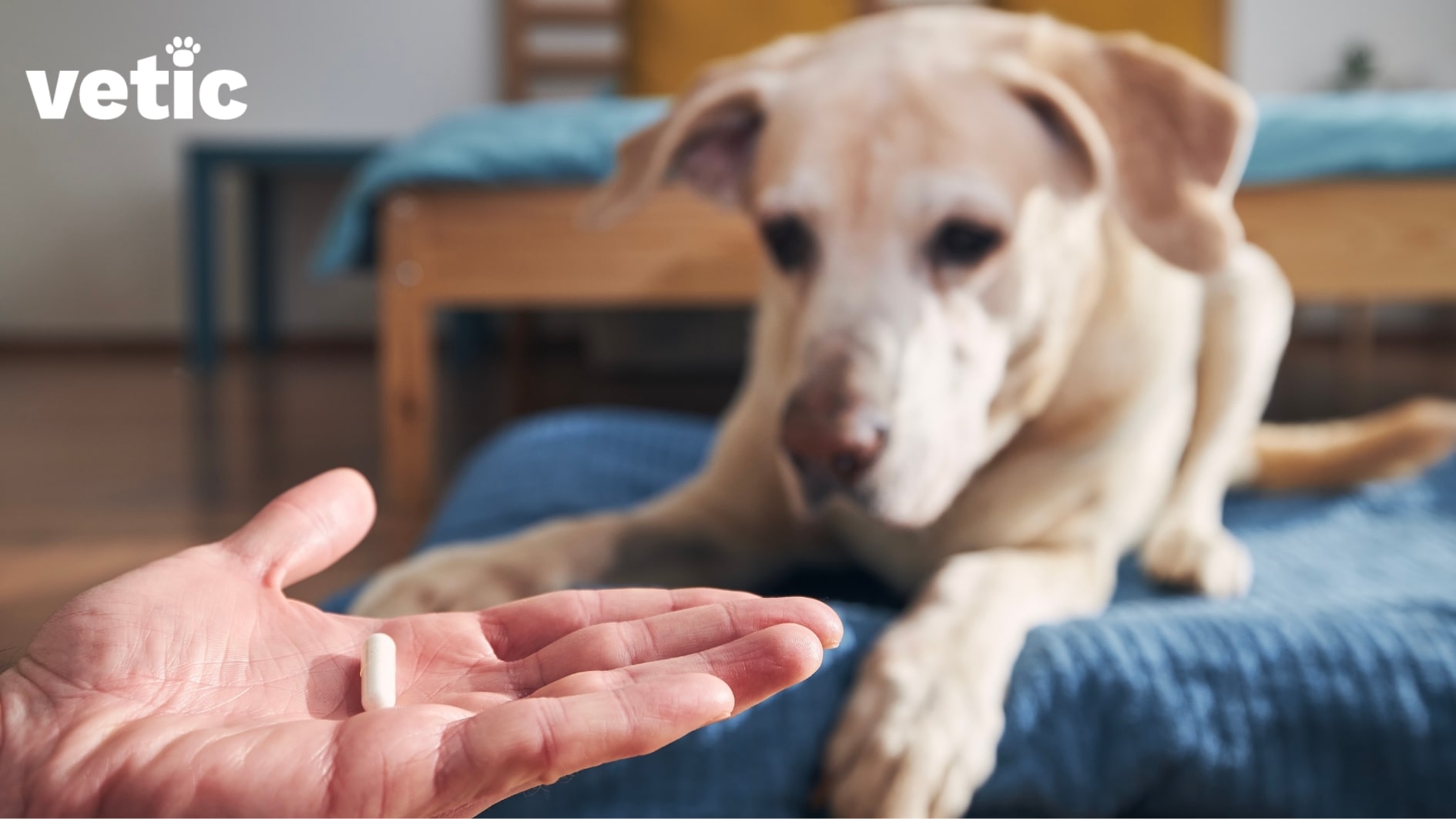 Left hand holding a pill out for a dog sitting in the background. Fungal infections in dogs may require oral medication too.