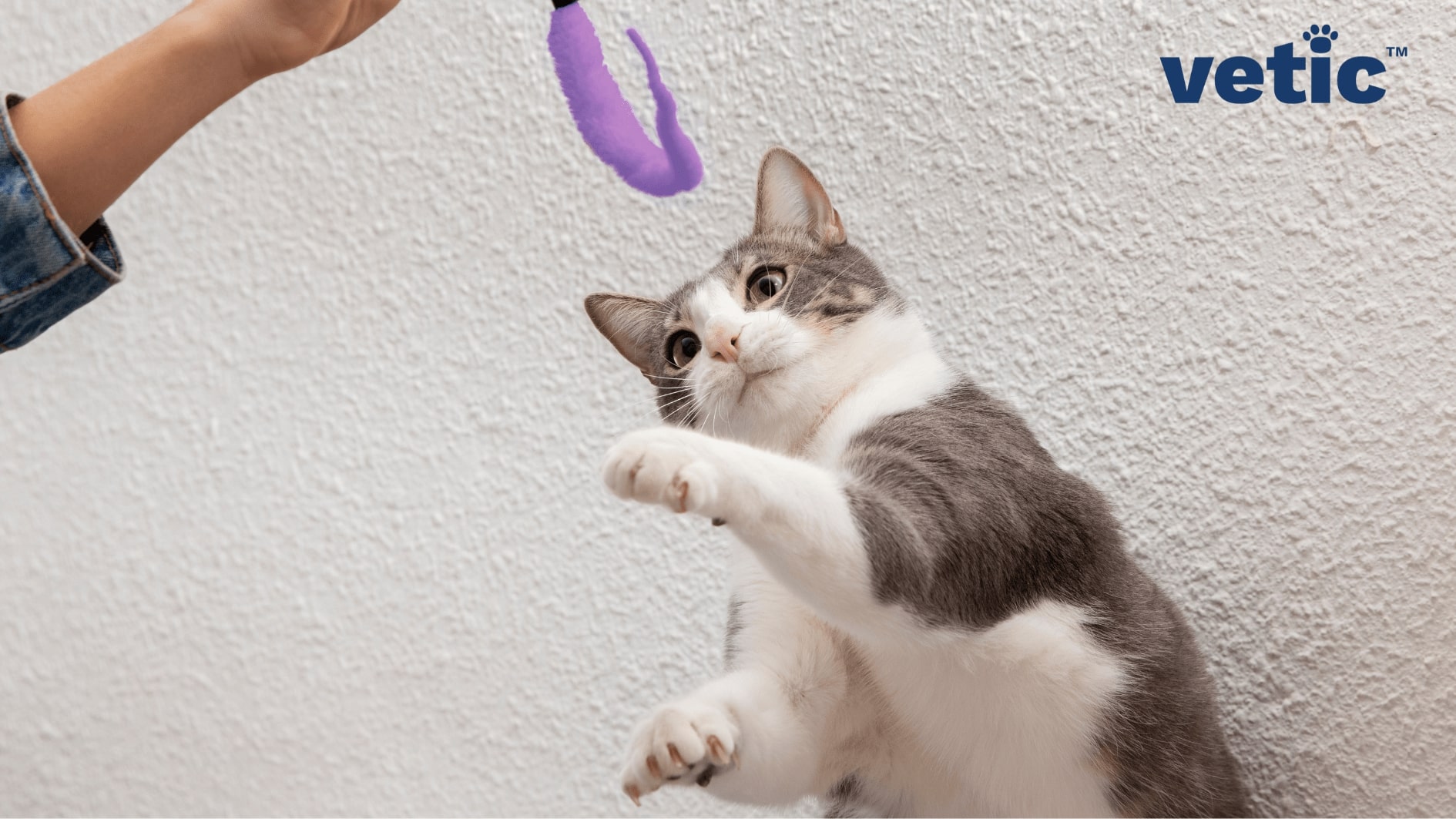 Part of a hand holding purple feather toy playing with a grey and white cat. Play with your cat and tire them out before leaving them alone at home.