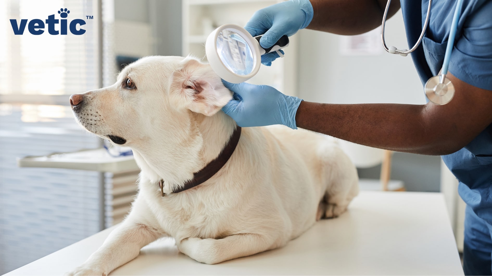 Veterinarian wearing blue gloves checking the left ear of a fawn, adult Labrador Retriever. Some fungal infections in dogs can cause recurring ear infections as well.