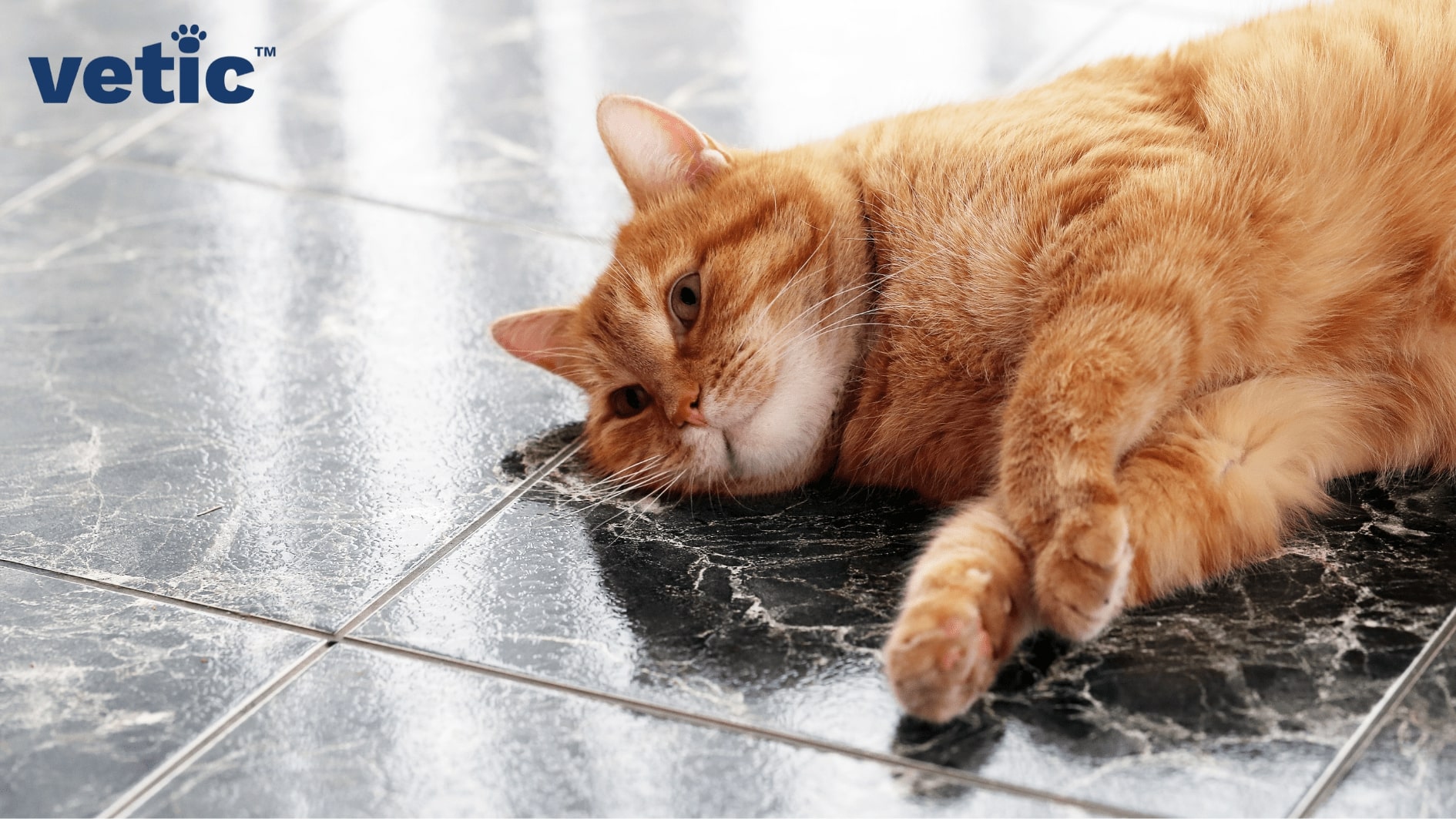 Orange tabby lying on black marbled floor looking into the distance. Your can may behave oddly if leaving them alone at home is causing them distress.