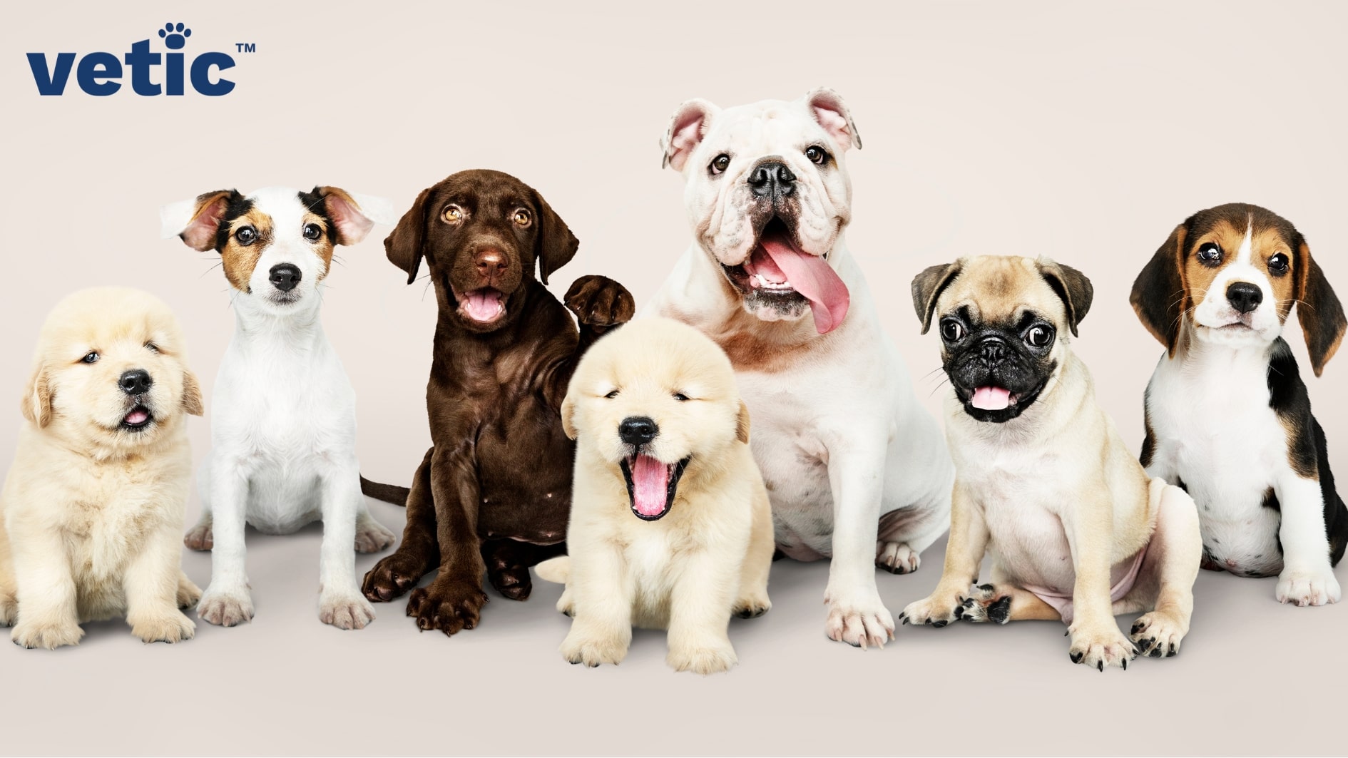 Different breeds of puppies sitting in a line. Breeds include Beagle, Pug, English Bulldog, Golden Retriever, Brown Labrador Retriever, Jack Russell Terrier and another Golden Retriever. Exercising your puppy should depend upon their breed, health and age.