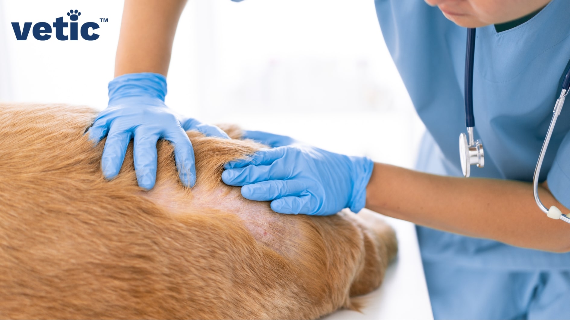 Veterinarian in blue scrubs and blue gloves parting the hair of a short-haired adult dog of indecipherable breed to reveal red, splotchy and irritated skin.