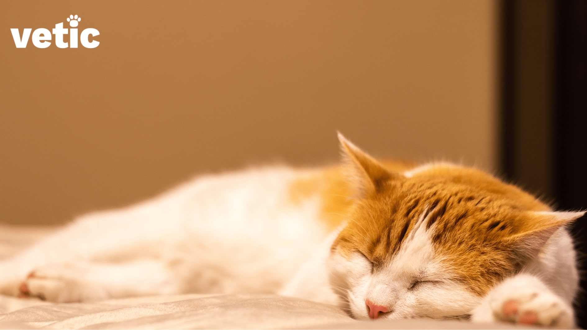 Orange and white cat sleeping on the bed. Cats sleep for at least 16 hours. Leaving your cat alone for 8 hours shouldn't be a problem since they are most likely to sleep through those 8 hours.