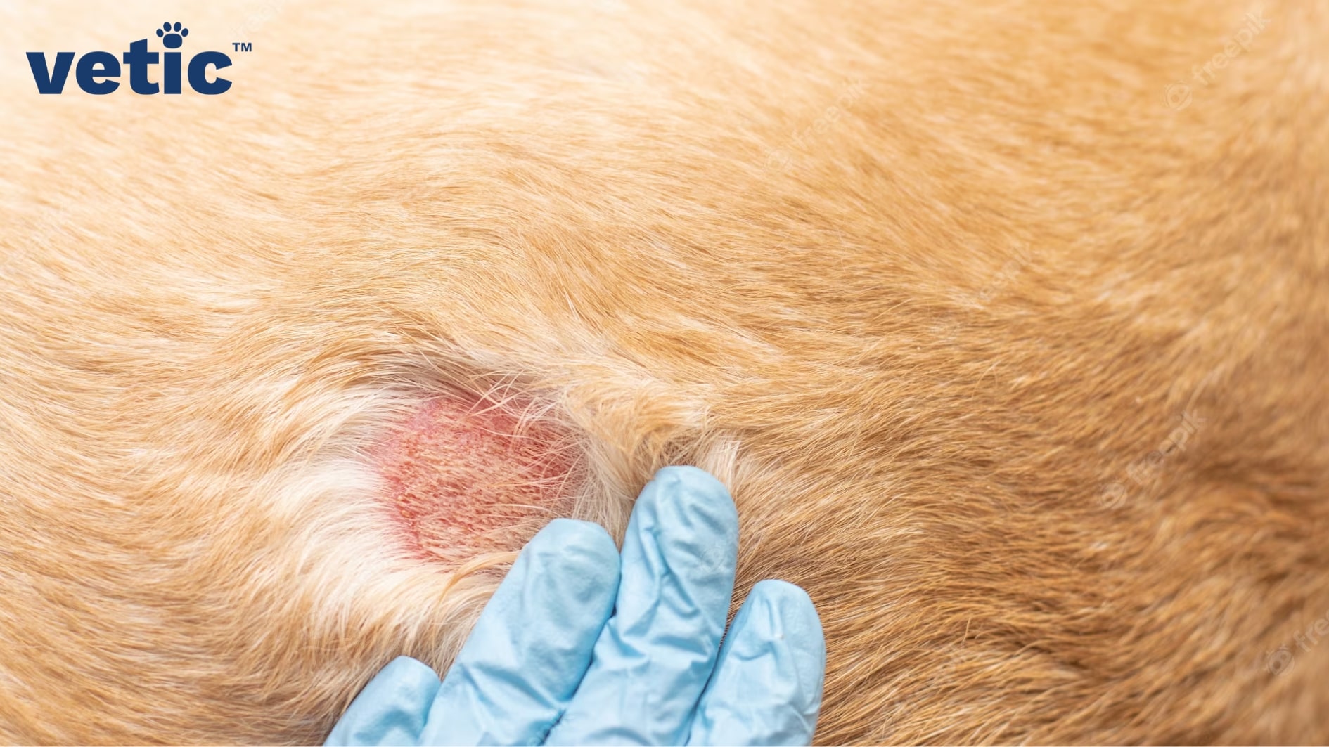 Hand wearing blue glove examining the skin of a brown short-haired dog with a probable ringworm infection. Ringworm or dermatophyte is a fungal infection in dogs that contagious but curable