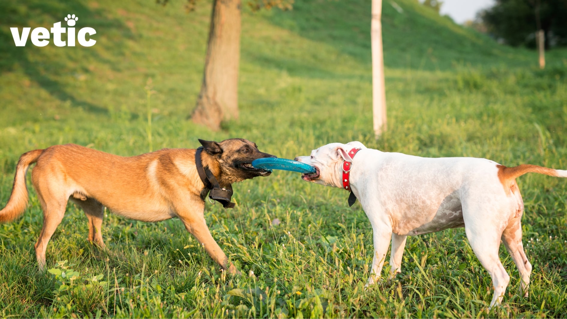 Two junior dogs of mixed breeds playing tug at the dog park with a disc. Socializing with other dogs as part of exercising your puppy can teach them boundaries and proper behaviour.