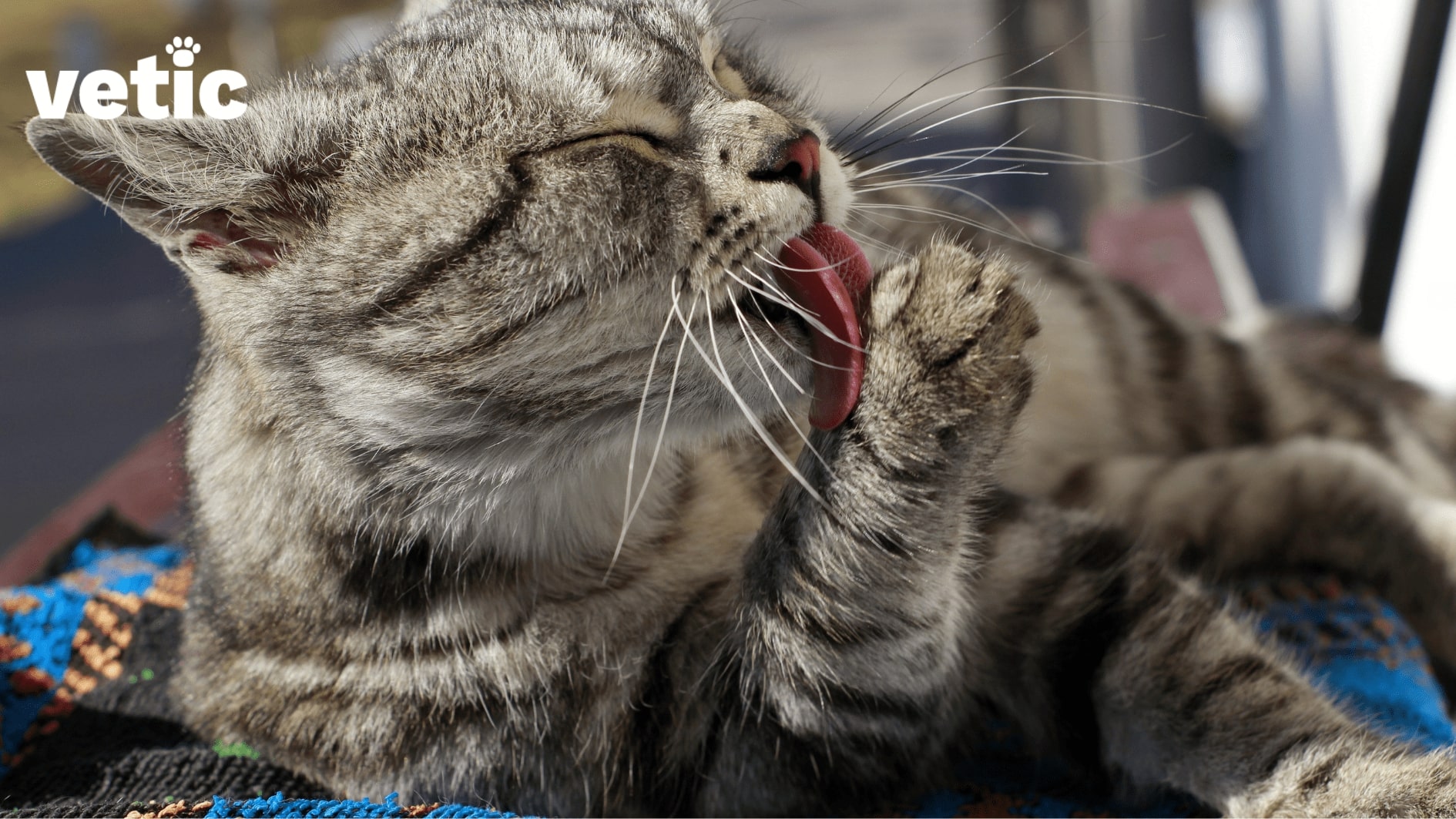 Mackerel cat grooming their paws. Leaving your cat alone for long hours frequently can cause anxiety-induced behaviours such as increased grooming.