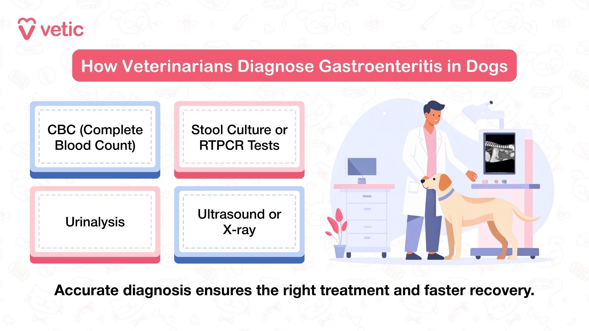 Image showing how veterinarians diagnose gastroenteritis in dogs. The image features a pink and white color scheme with faint pet-related illustrations in the background. The main text in a red box reads 'How Veterinarians Diagnose Gastroenteritis in Dogs.' Below are four bullet points: 'CBC (Complete Blood Count),' 'Stool Culture or RTPCR Tests,' 'Urinalysis,' and 'Ultrasound or X-ray.' A veterinarian is shown examining a dog with diagnostic equipment. A note at the bottom reads, 'Accurate diagnosis ensures the right treatment and faster recovery.