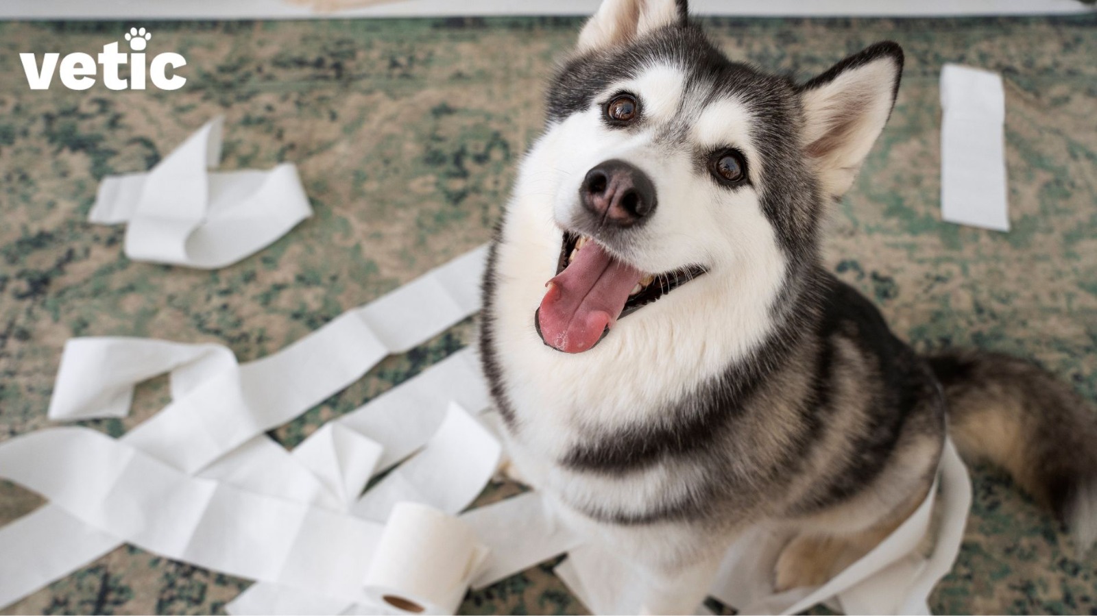 A husky sitting on a green carpeted floor looking up at the camera surrounded by a mess of TP. Leaving a dog breed such as a Husky alone can lead to devastating circumstances.
