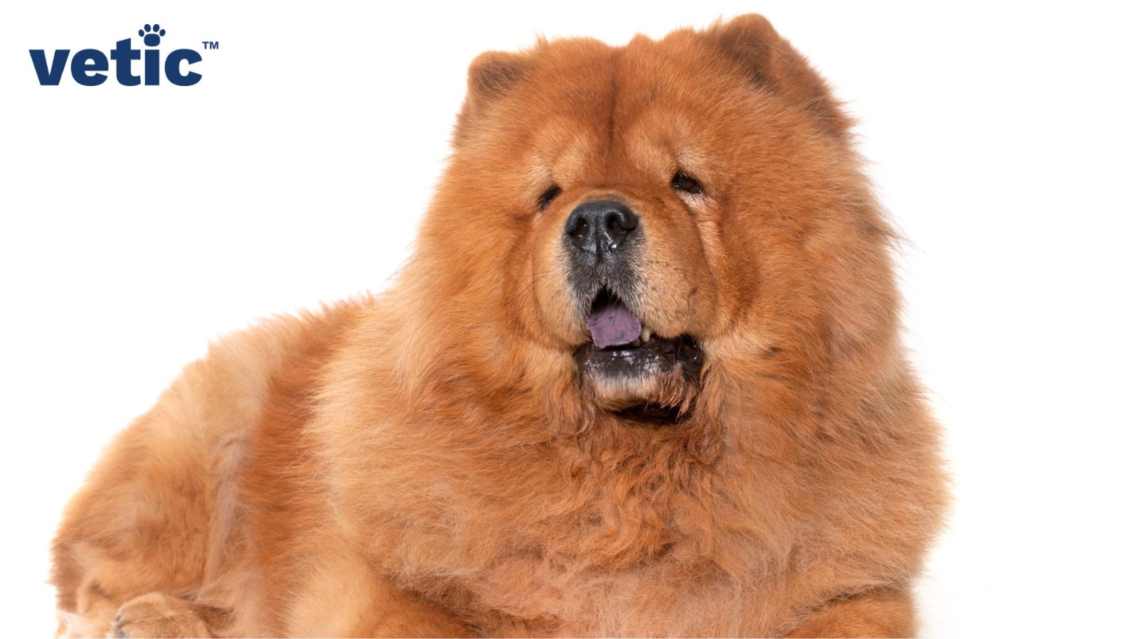 A Chow Chow puppy sitting at an angle. Chow chows are calmer and they are more-or-less alright with their owners leaving them alone for a short while.