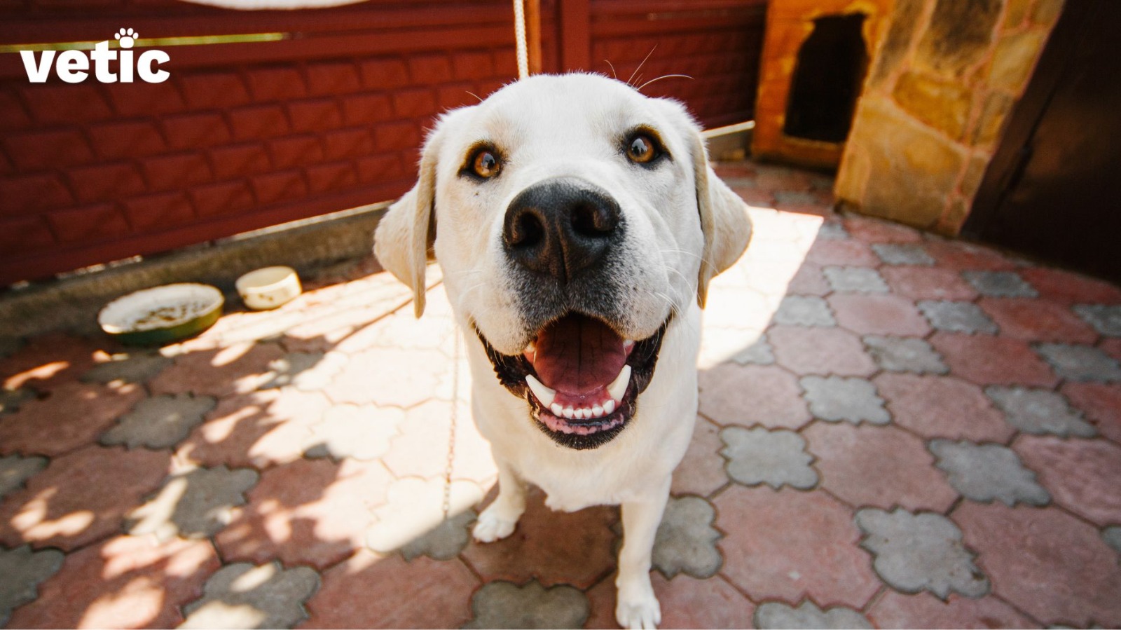 A fawn labrador with striking yellow eyes looking up at the camera. the dog is outside the main house, but within safe boundaries. He has food and water bowls, near his kennel, with nothing breakable in sight. If you are leaving your dog alone, you may consider such a set-up.